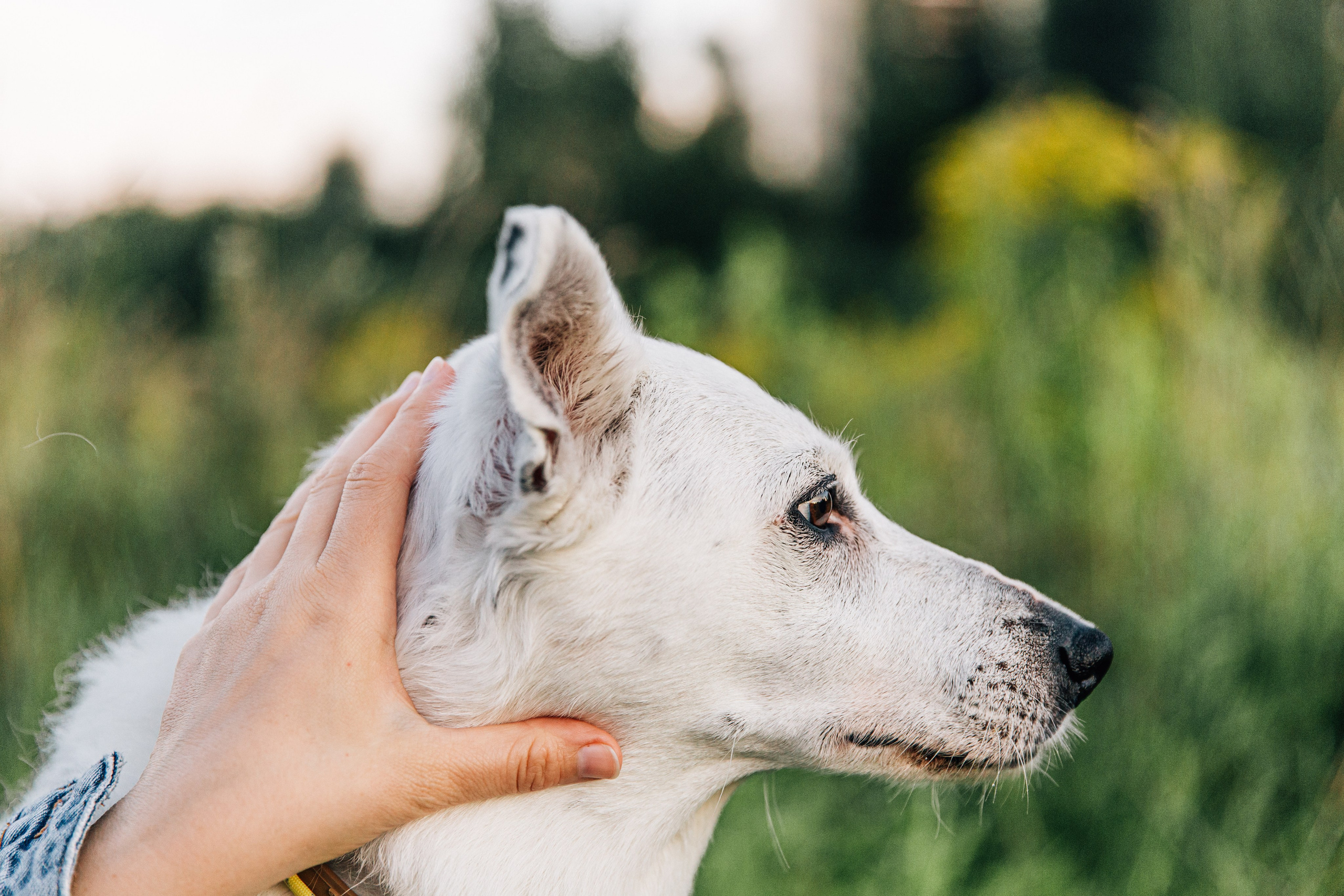 Саша и Белла. Фотограф-анималист в Москве Соломонова Варвара