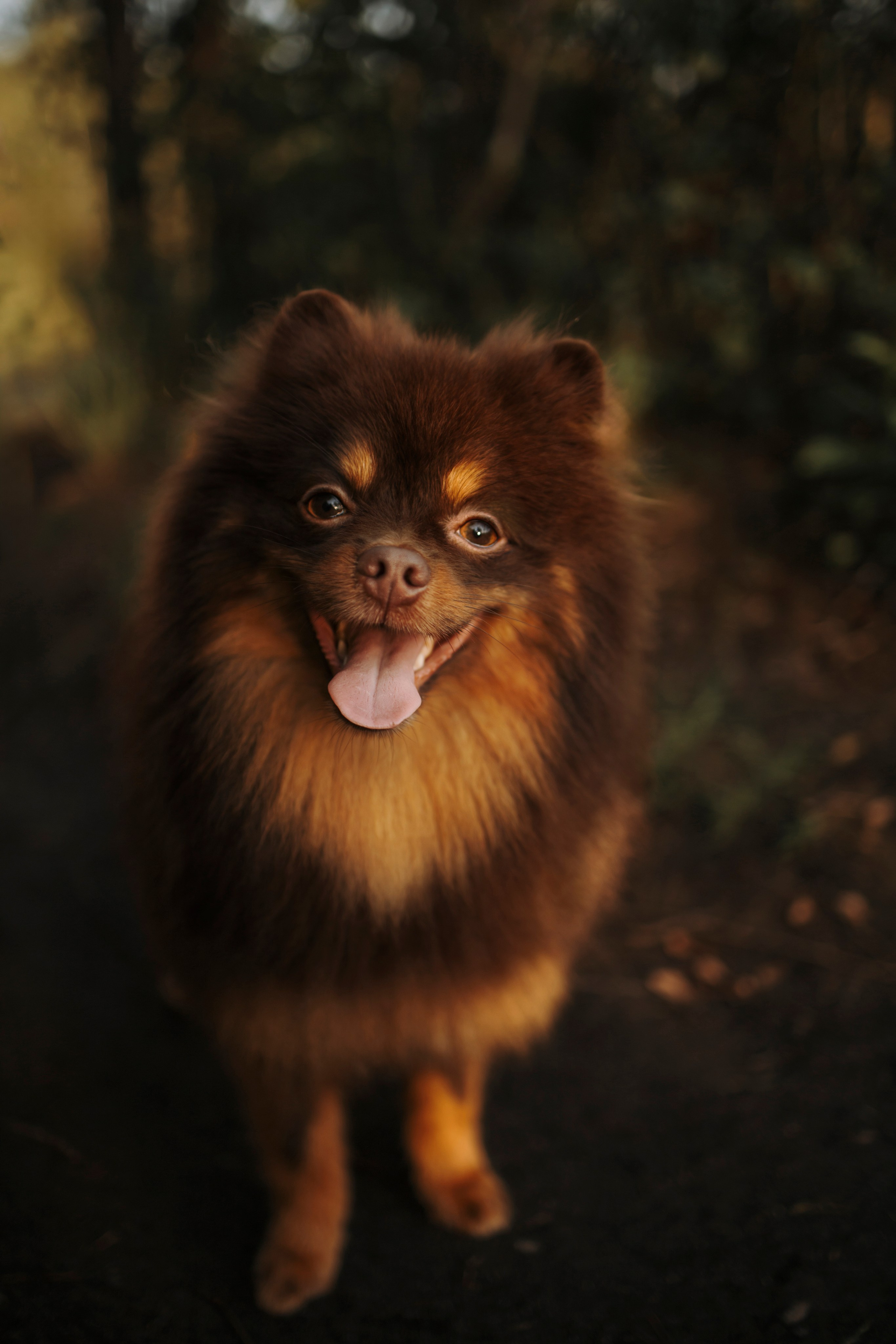 Сапфир и его семья. Фотограф-анималист в Санкт-Петеребурге Титова Алиса