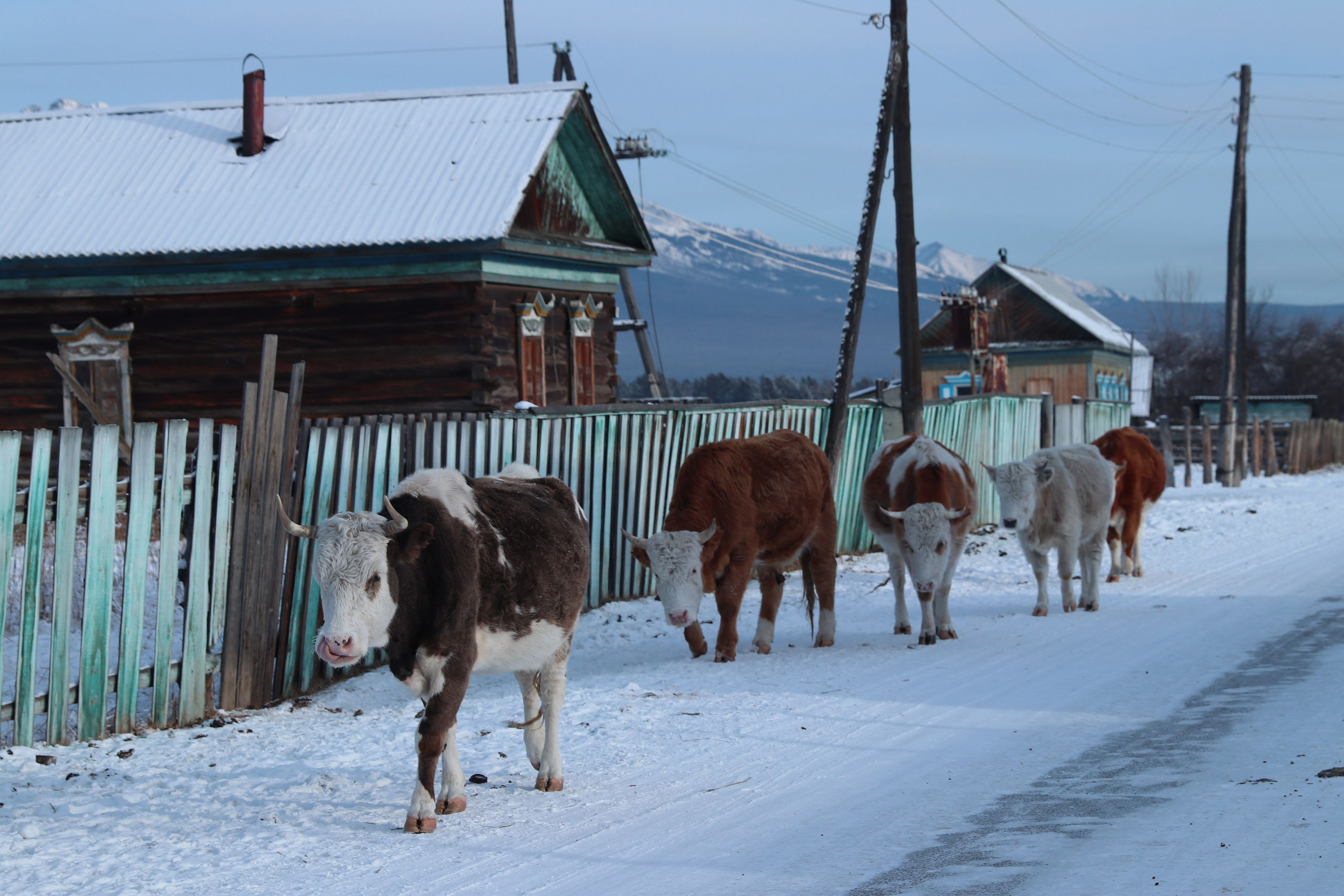 Аршан. Январь 2024. Путешественник-фотограф из Санкт-Петербурга Татьяна Свистулина