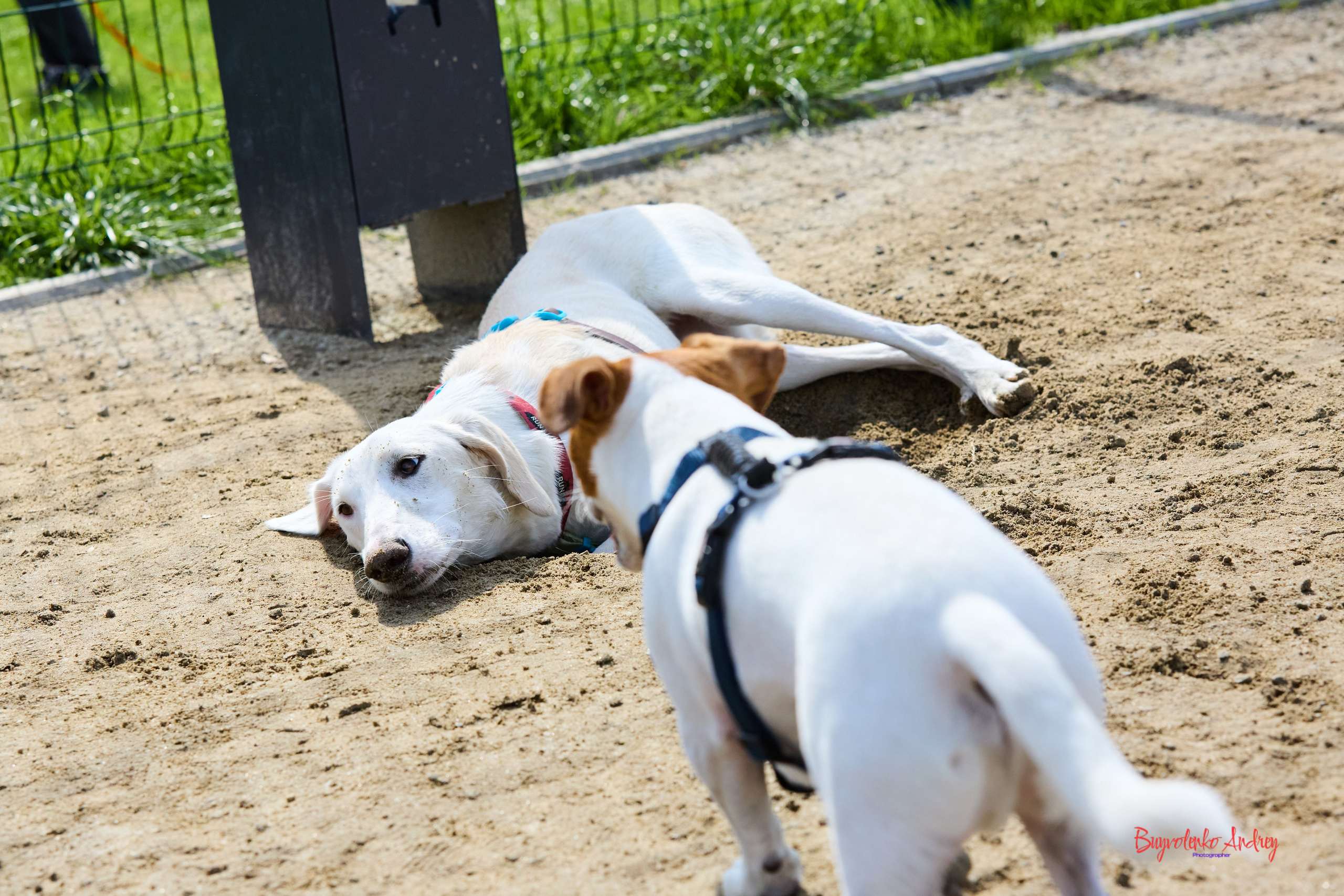 Проект фотопрогулка с хвостиком. Buyvolenko Andrey