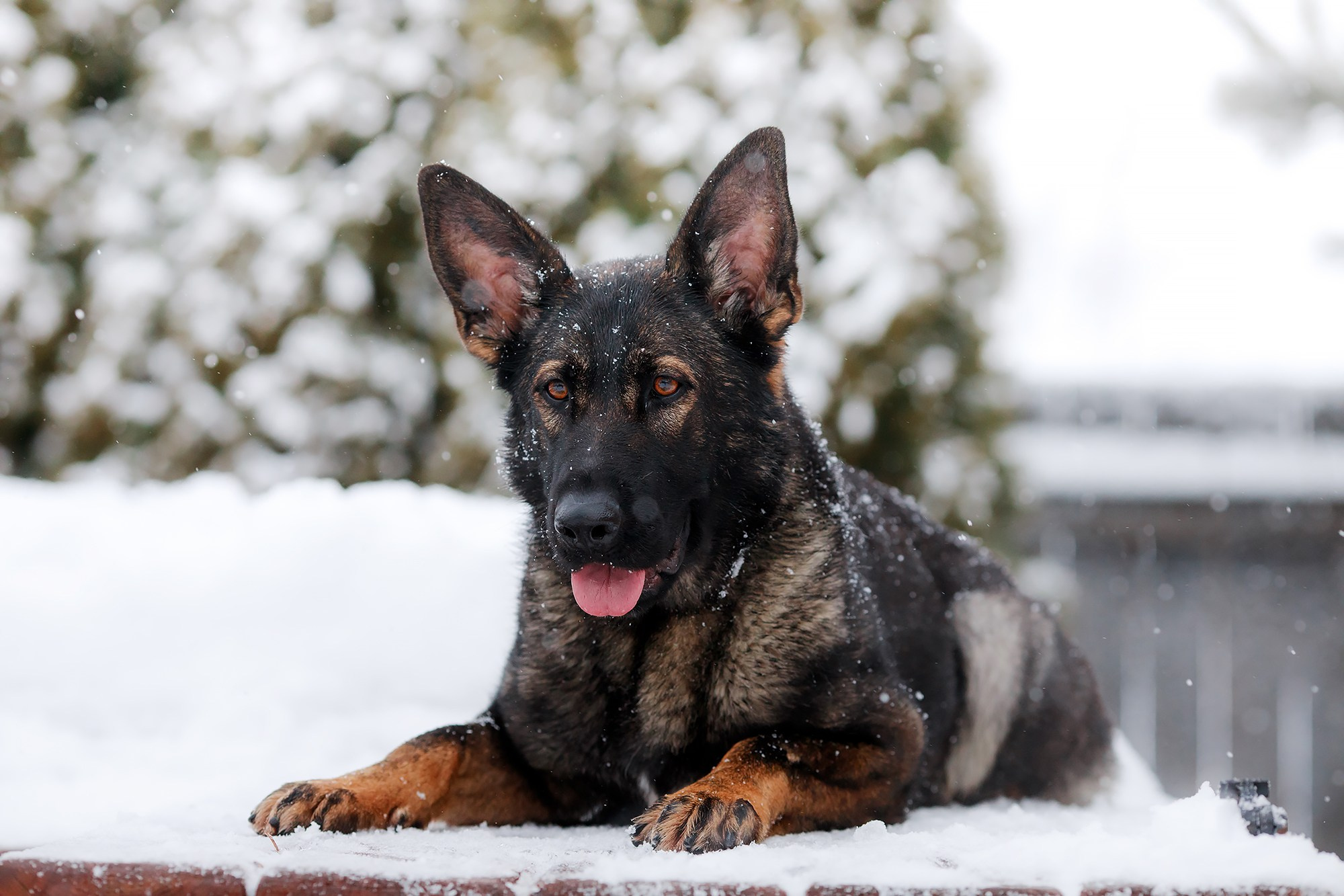 Зимние портреты. Фотограф-анималист Mary Mart — Москва, Питер