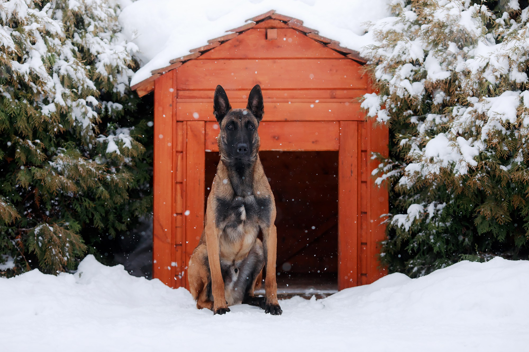 Зимние портреты. Фотограф-анималист Mary Mart — Москва, Питер