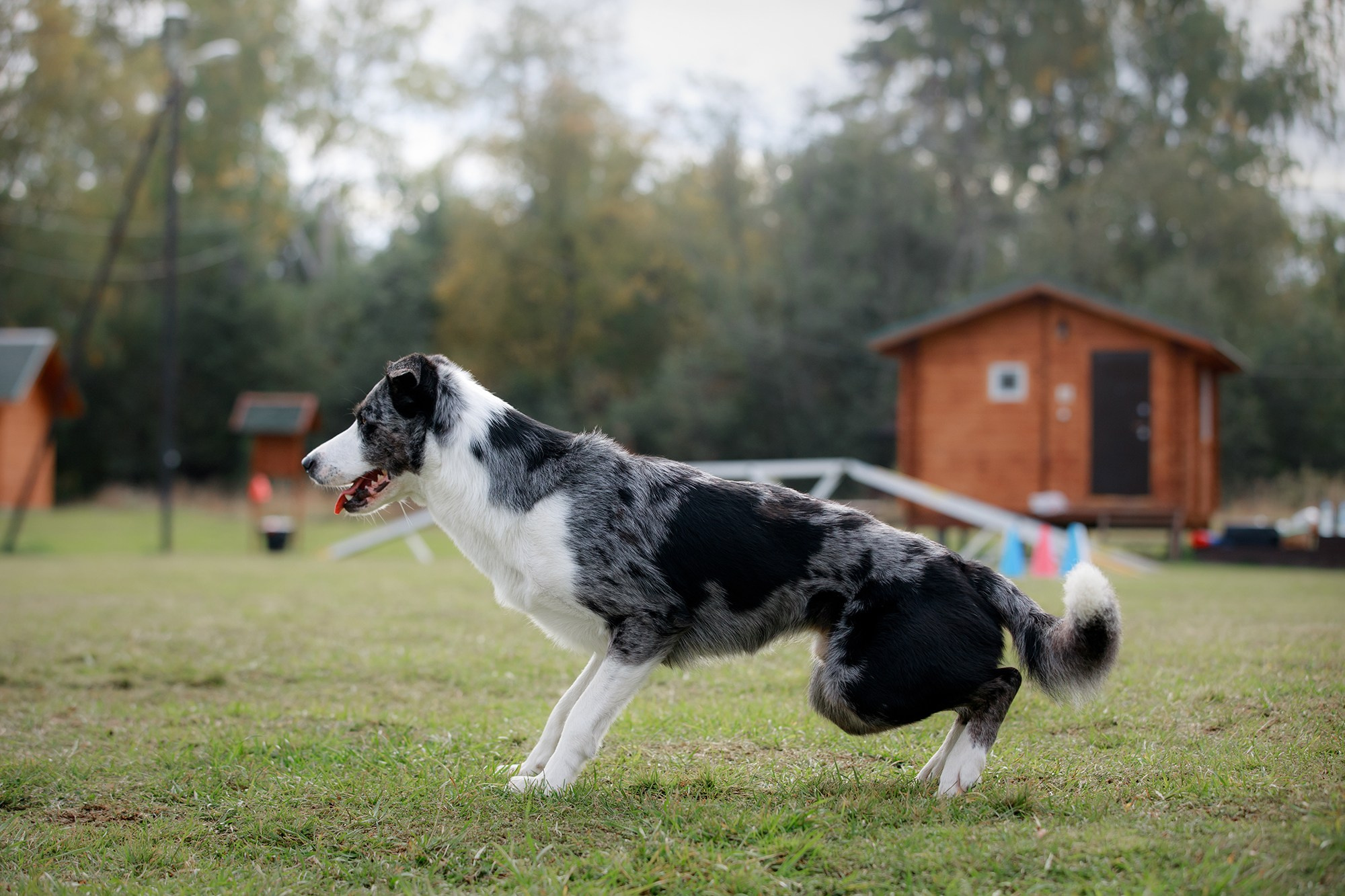 Лагерь по ОБД с Инной Баженовой. Фотограф-анималист Mary Mart — Москва, Питер
