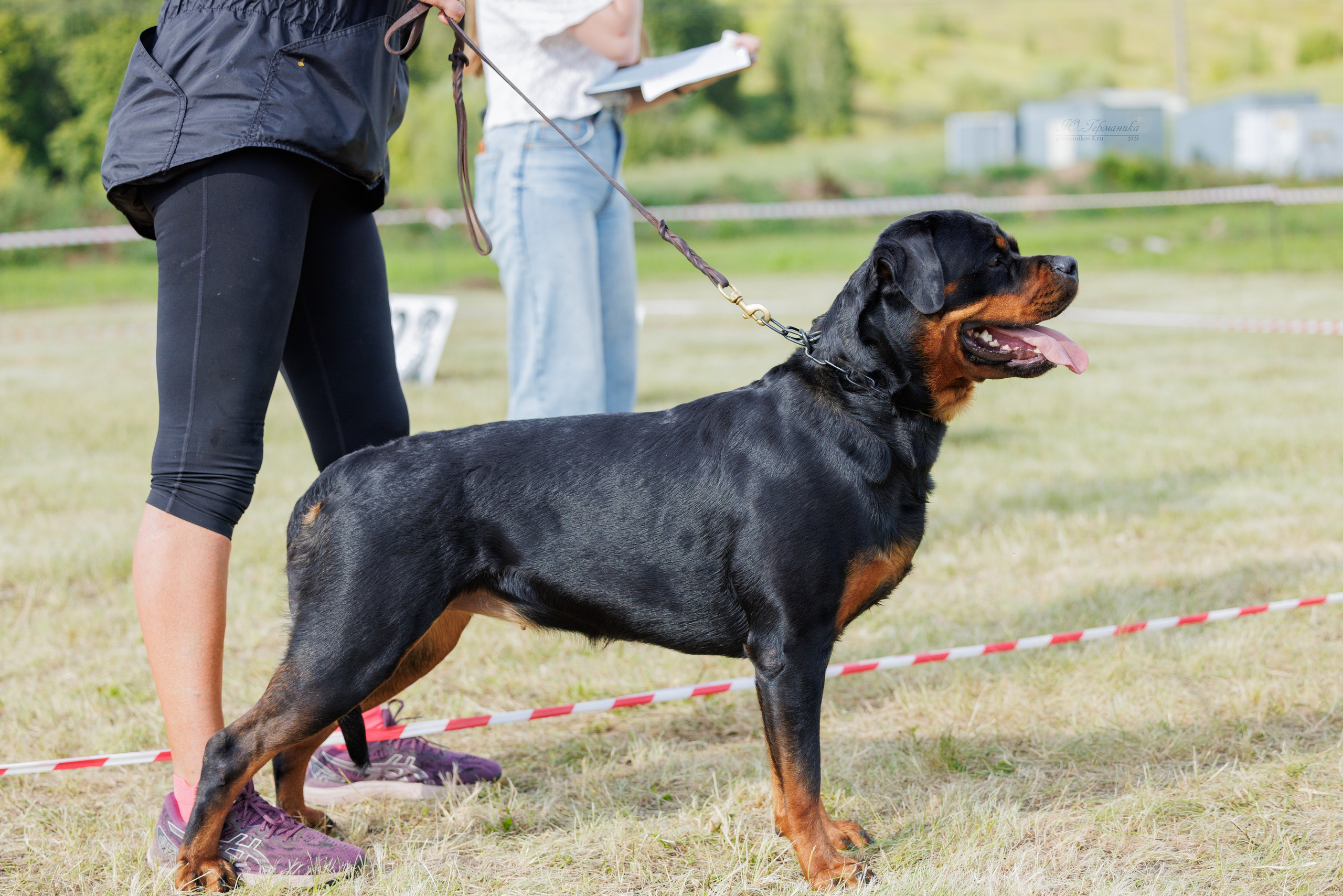 Рязань-Ховрино 10-11.08.2024 3хмоно ротвейлеров. Фотограф-анималист Юлия Германика