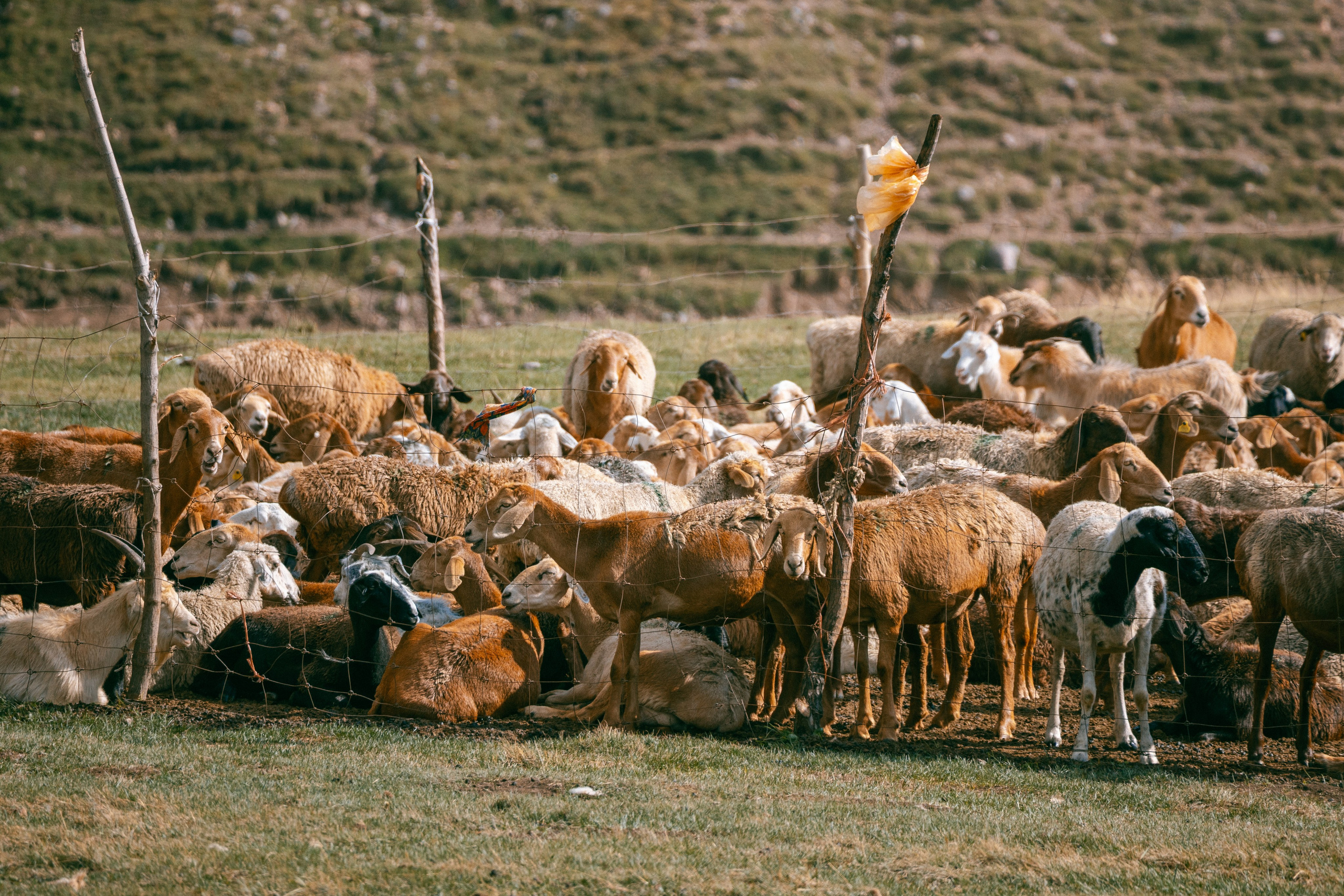 Поездка на плато Ассы и за пределами. Экскурсии и туры по Алматы