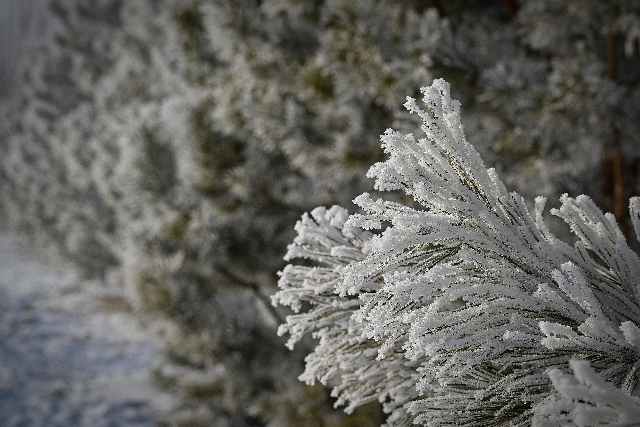 Сибирская зима прекрасна!. FotoGraf