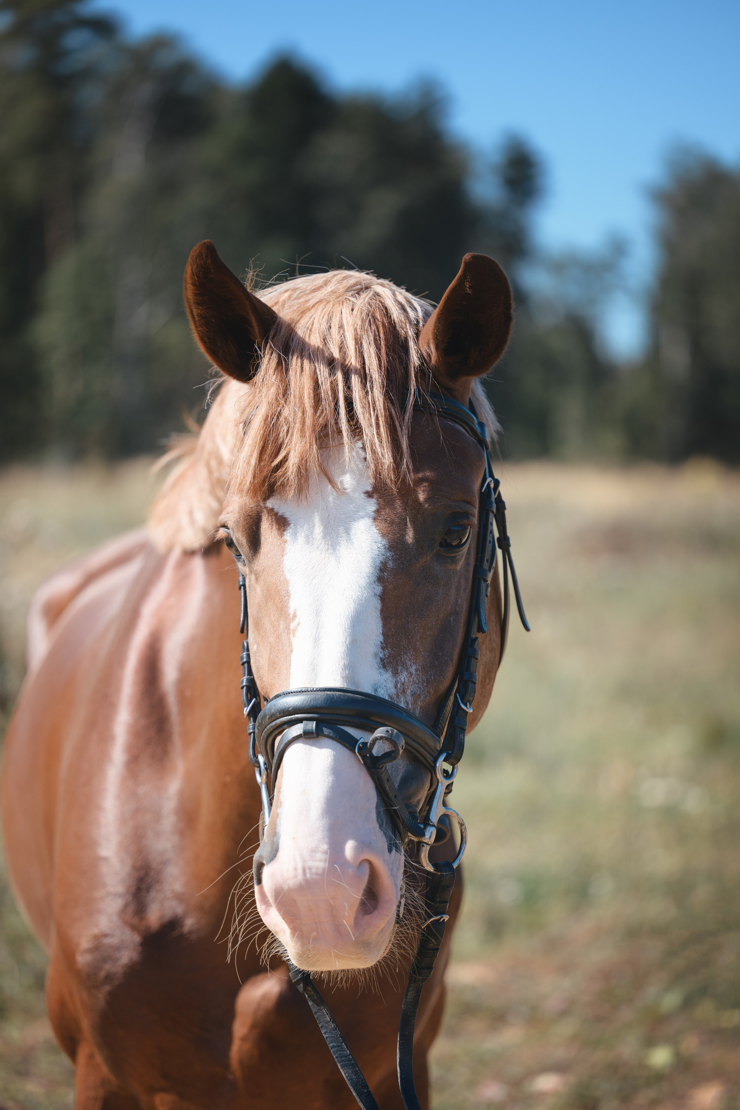 Виктория и Лео. Фотограф Анималист в Москве Анастасия Жучкова