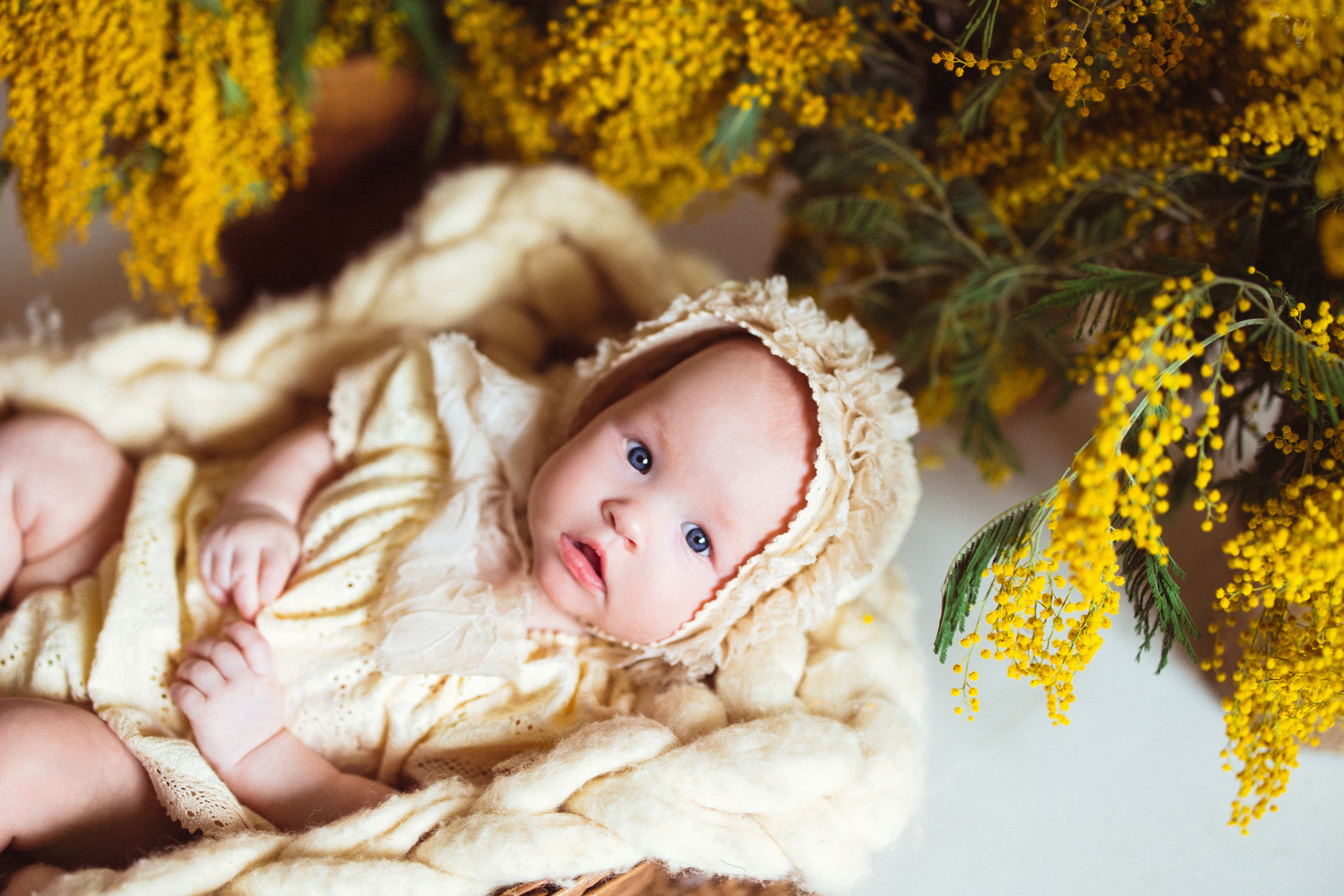 Мимоза, Фотостудия «АНТУРАЖ». Семейный и детский фотограф в Краснодаре Анна Трашкова