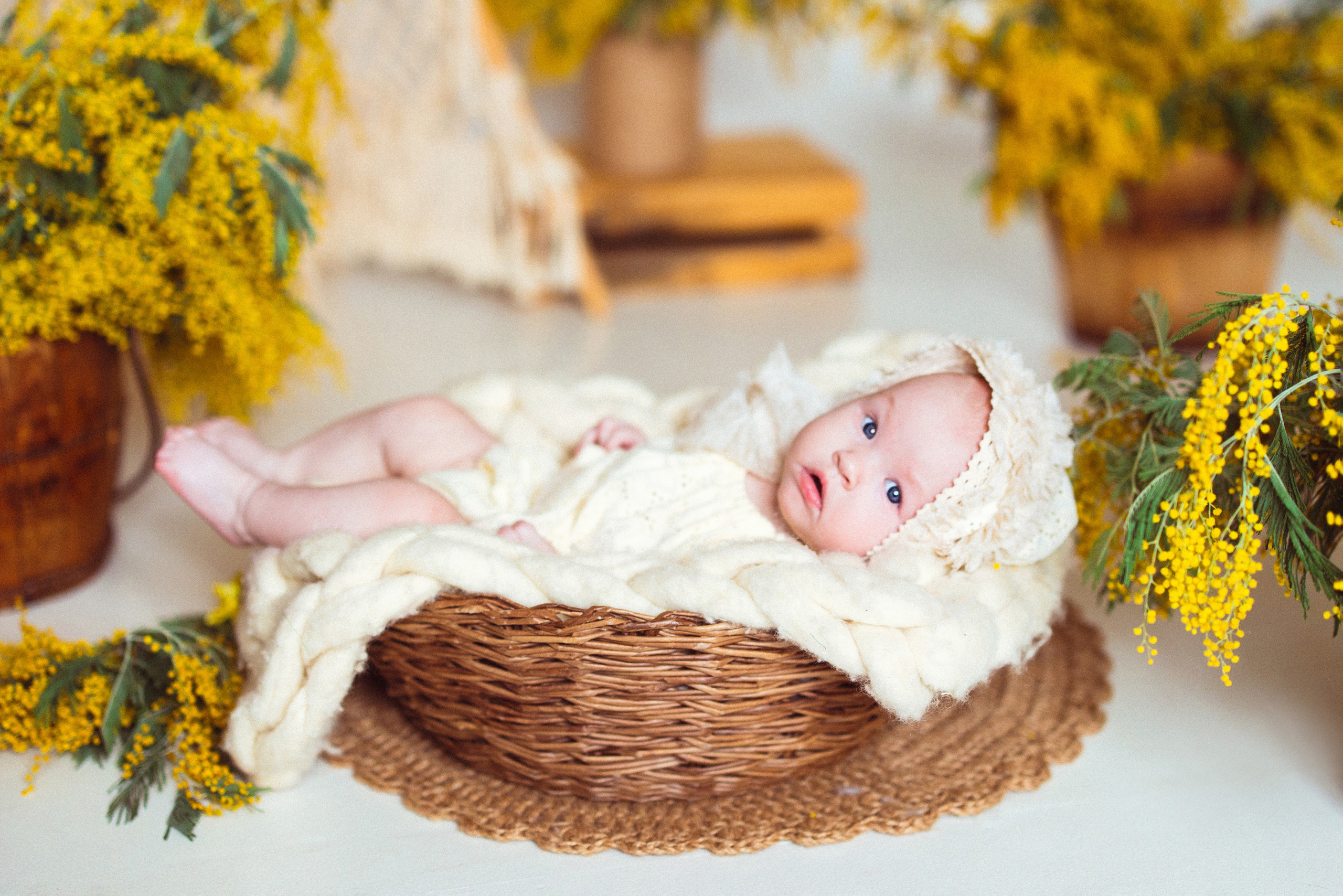 Мимоза, Фотостудия «АНТУРАЖ». Семейный и детский фотограф в Краснодаре Анна Трашкова