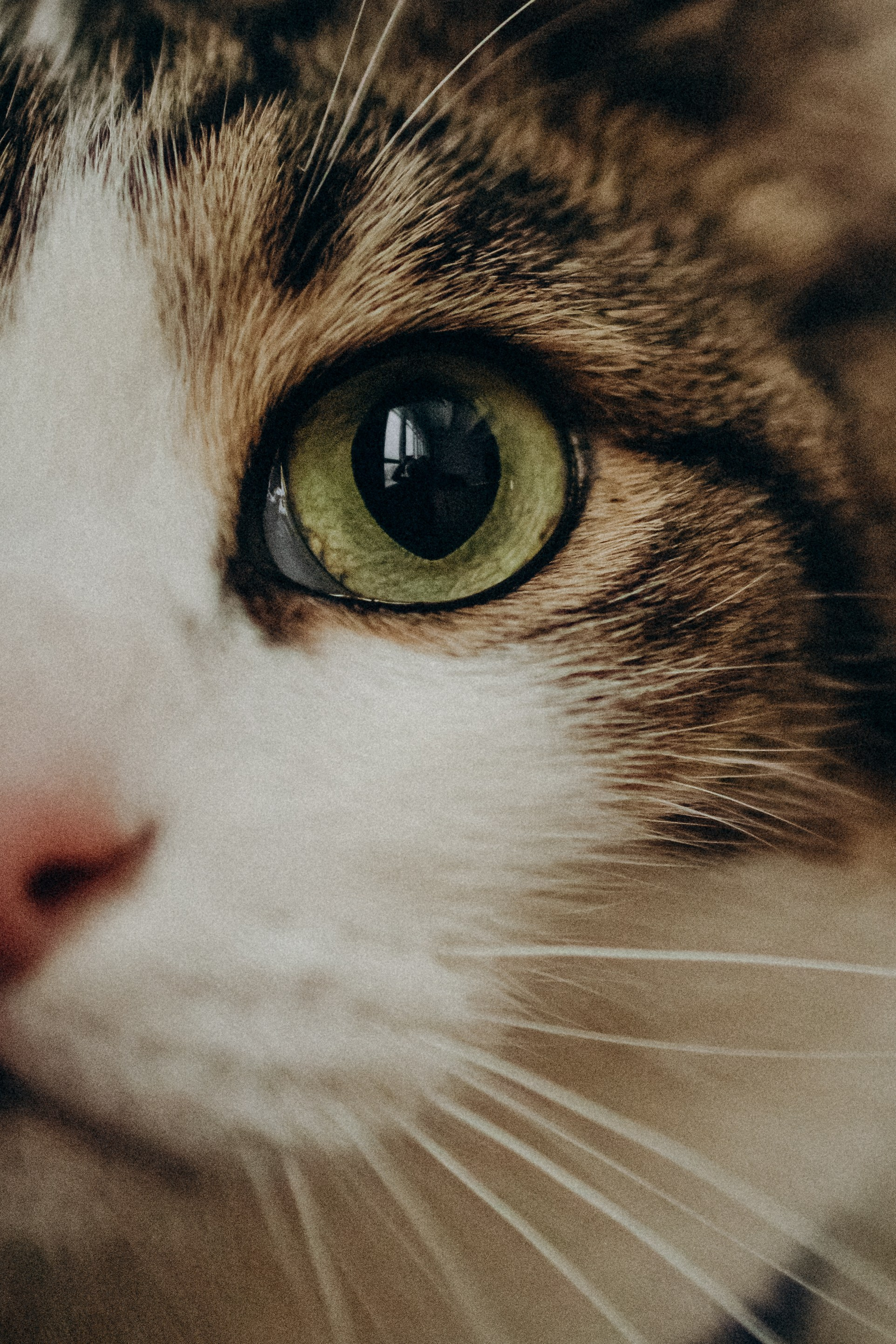 Ксюша и Яша. Фотораф — анималист Мария Шистка