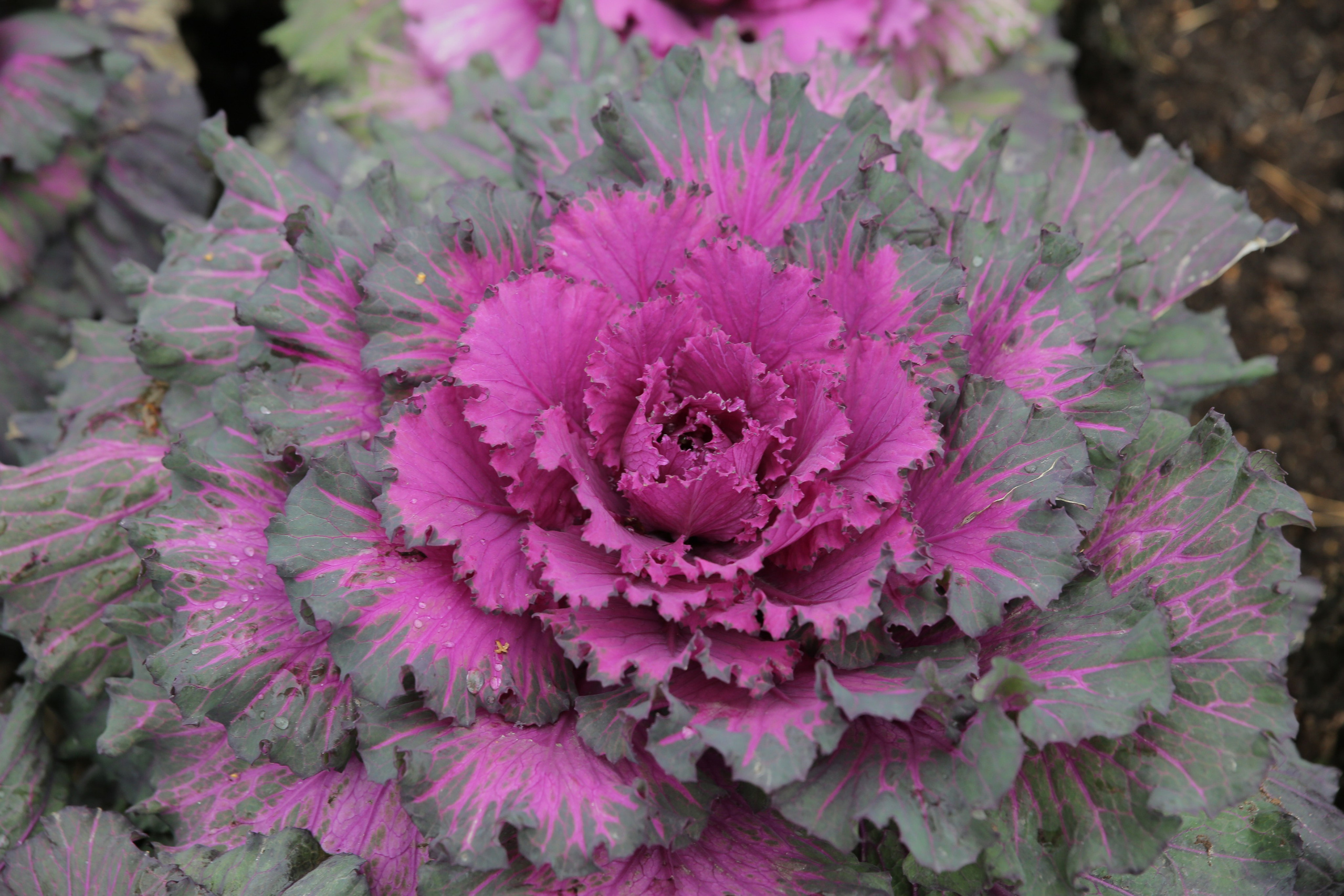 Г. Новосибирск. Студия Максима Белослюдцева