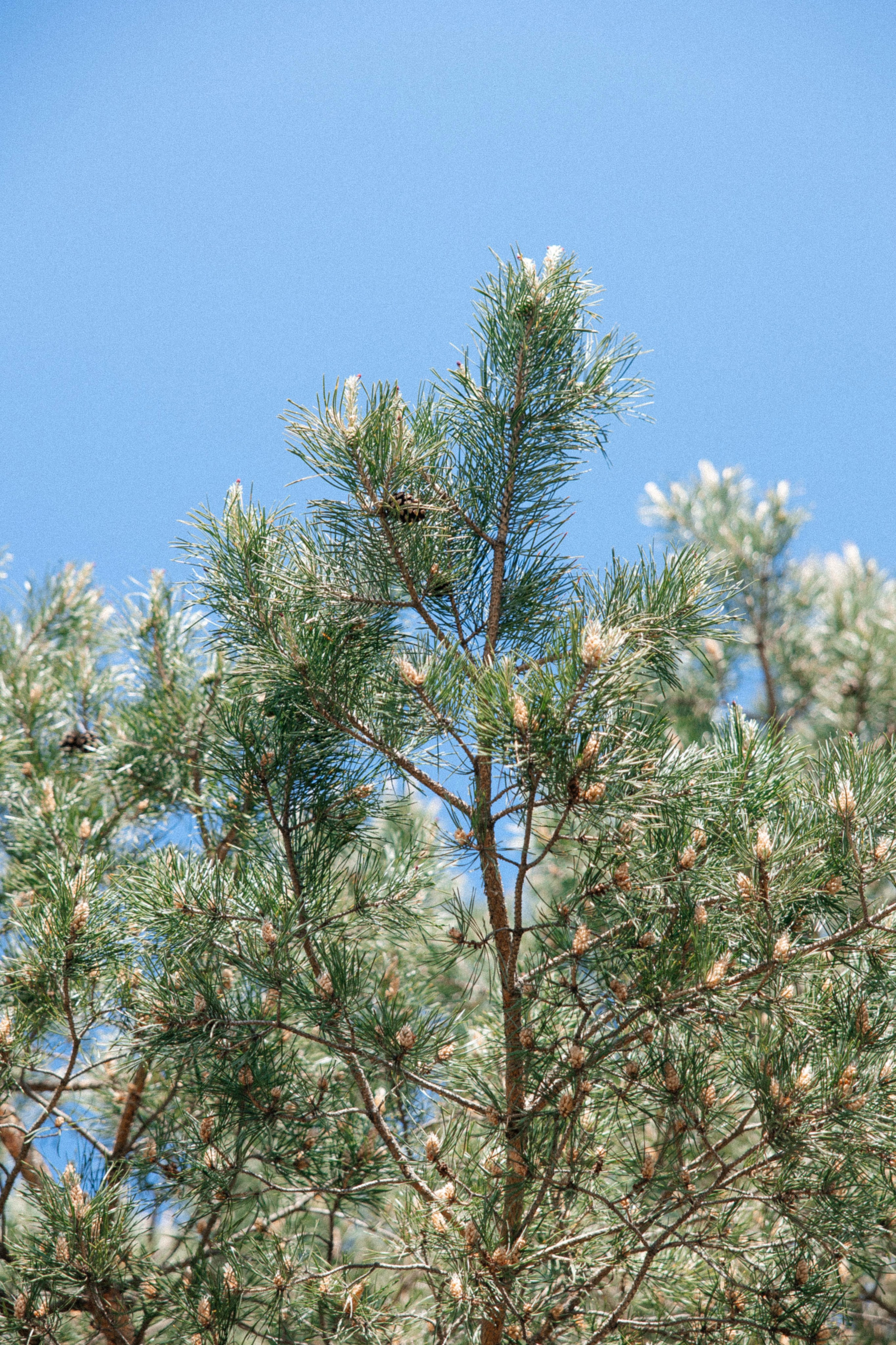 Эмиль и Ярослава. Свадебный фотограф Ирнис Дильмухаметов