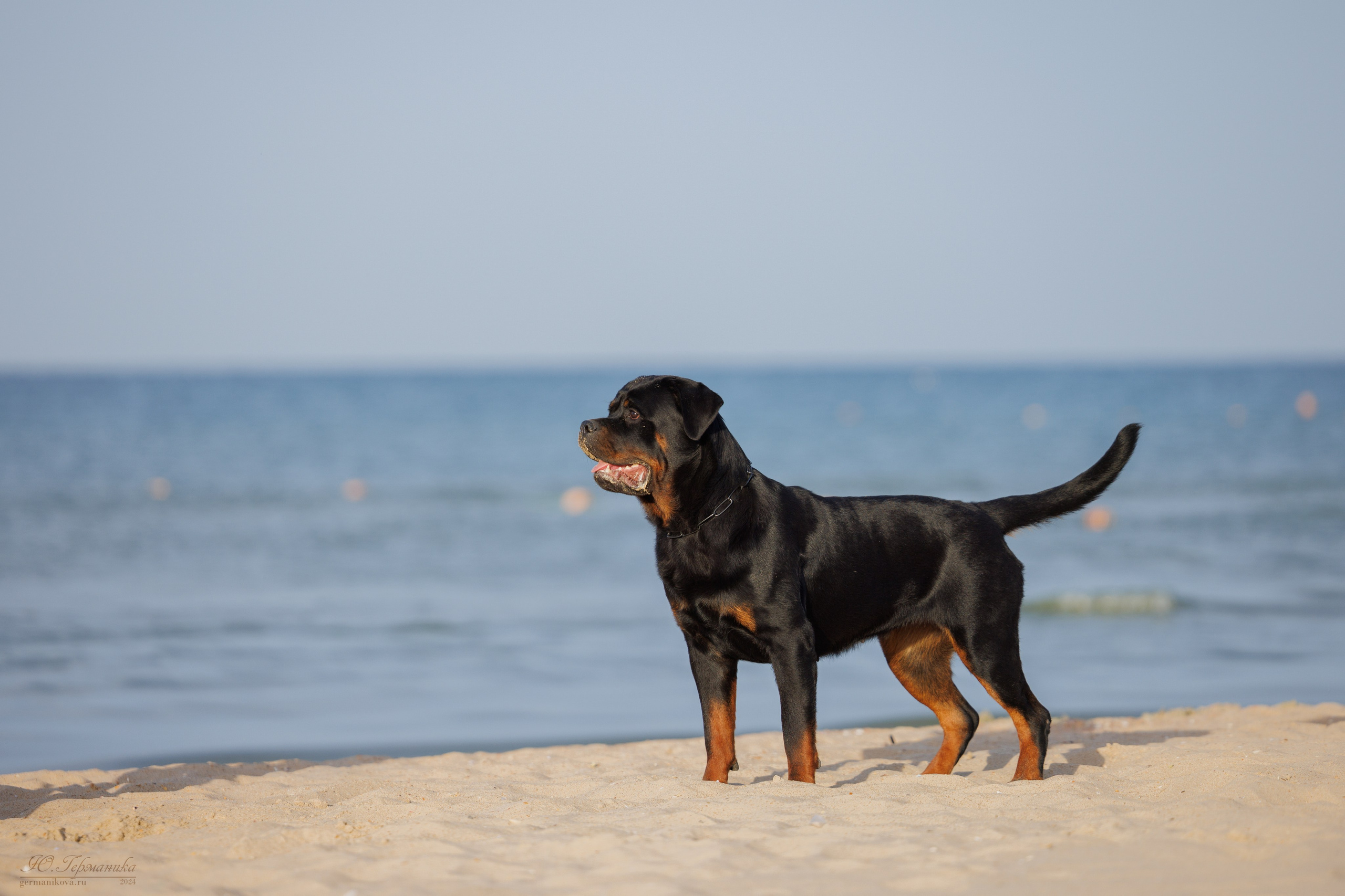 Свободная съемка. Фотограф-анималист Юлия Германика
