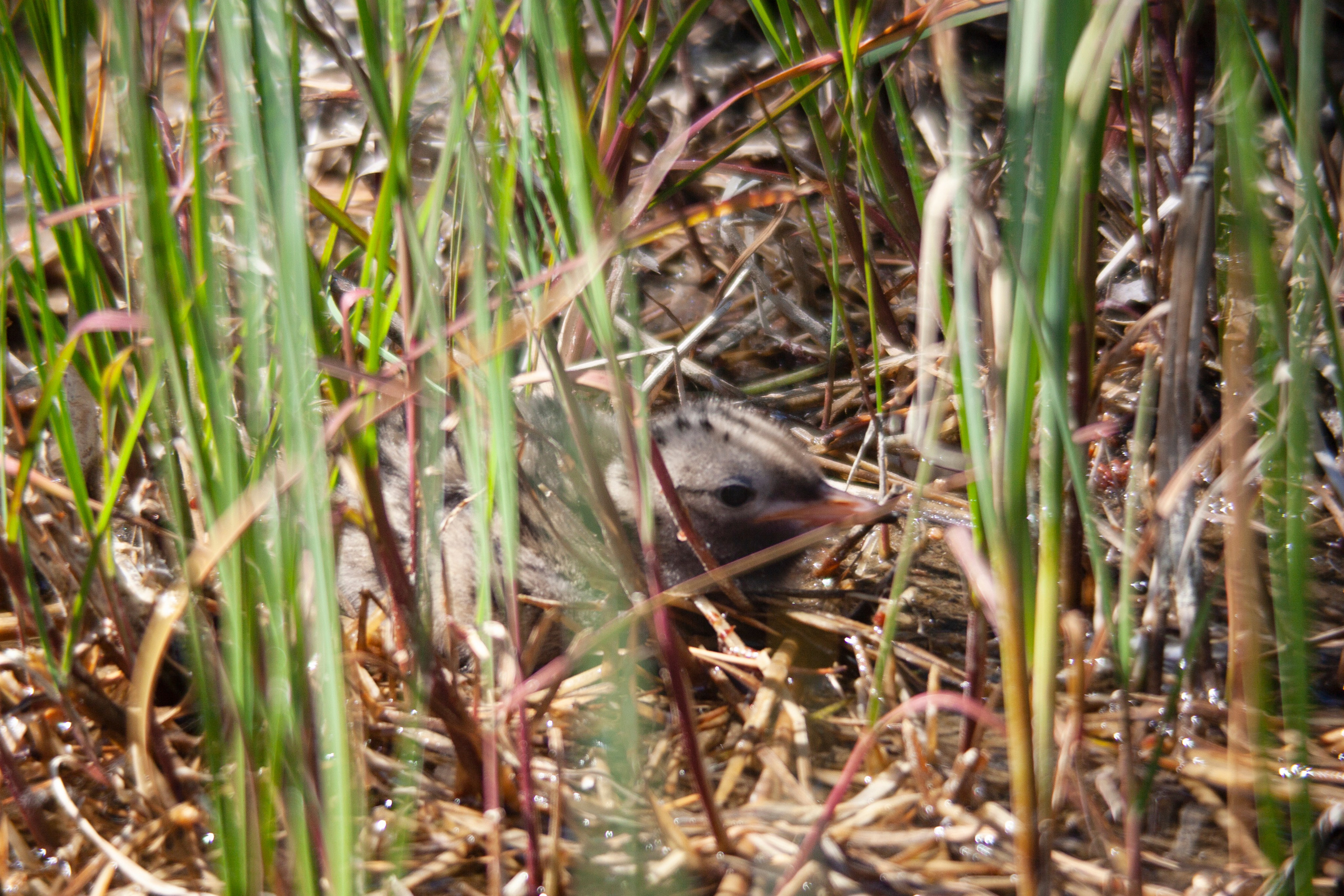 Крачки. Фотограф Адигамова Юлия в Петербурге