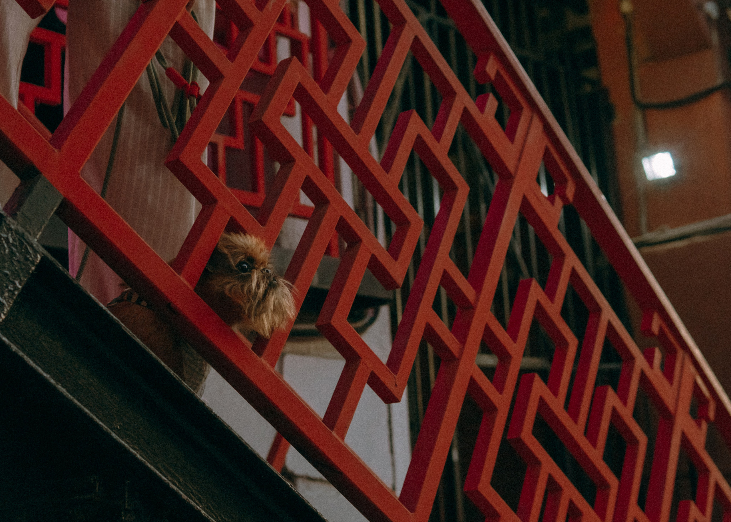 Лена и Альфи. Фотограф-анималист Ксения Воробьева, Москва
