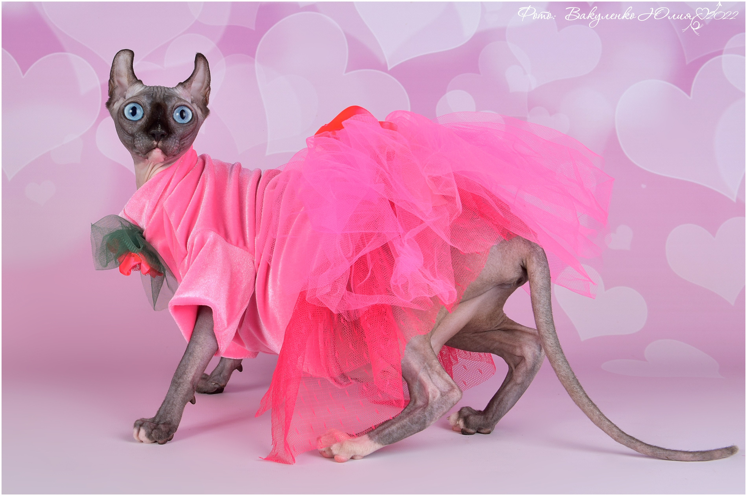 Взрослые. Фотограф анималист | семейный Юлия Вакуленко, г. Краснодар