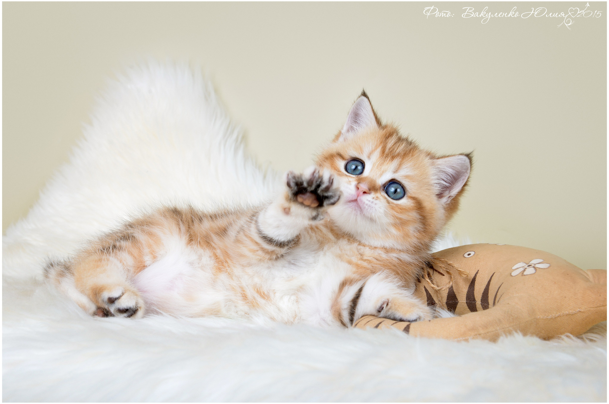 Котята. Фотограф анималист | семейный Юлия Вакуленко, г. Краснодар