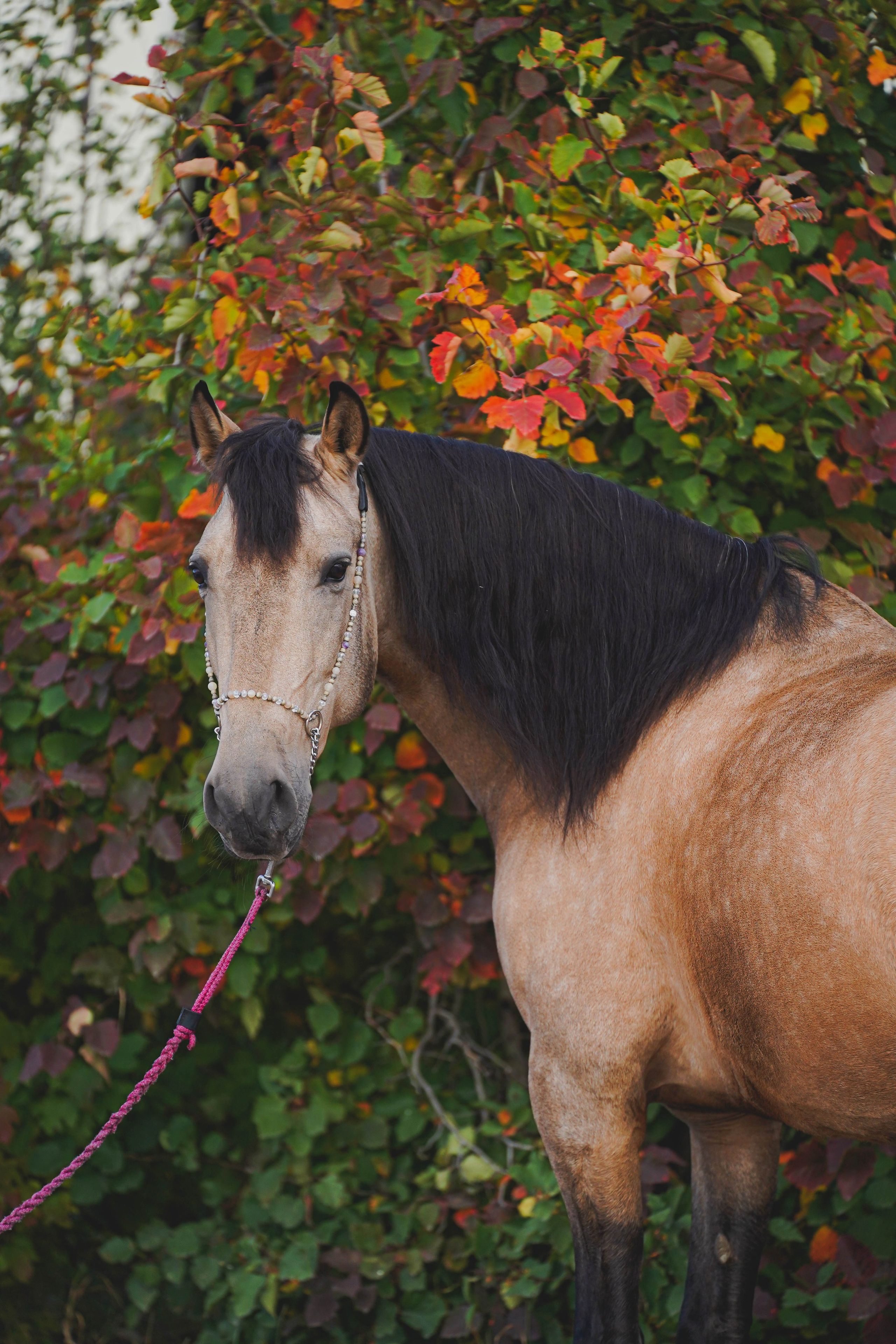 Экстерьер и спорт. Фотограф в Москве Ленарская Дарья