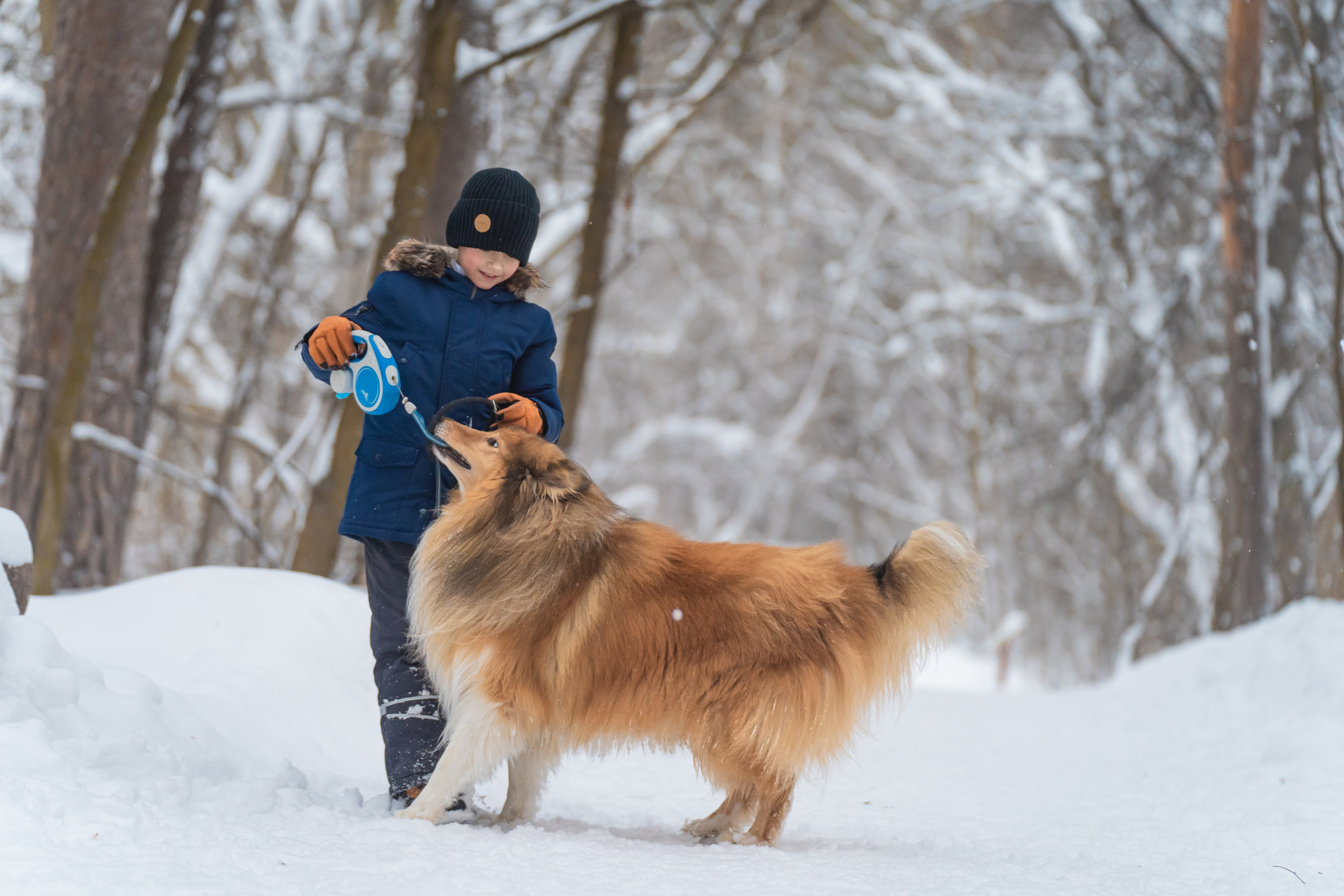 Елена, Виктор, Никита и колли Рафаэль. Фотограф в Москве Ленарская Дарья