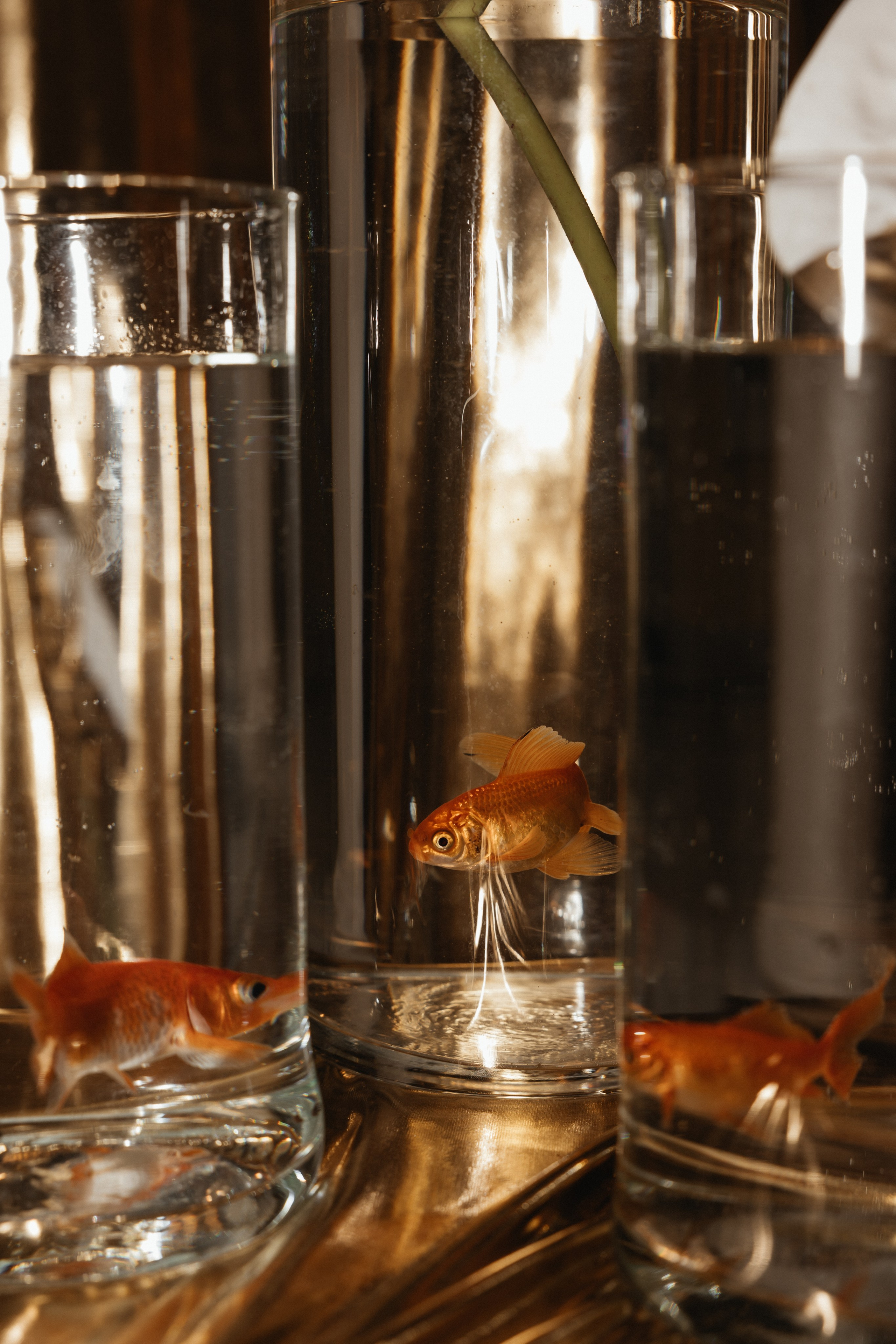 ДОРОЖЕ ЗОЛОТА. Свадебный и семейный фотограф и видеограф, Крым, Москва, Санкт -Петербург