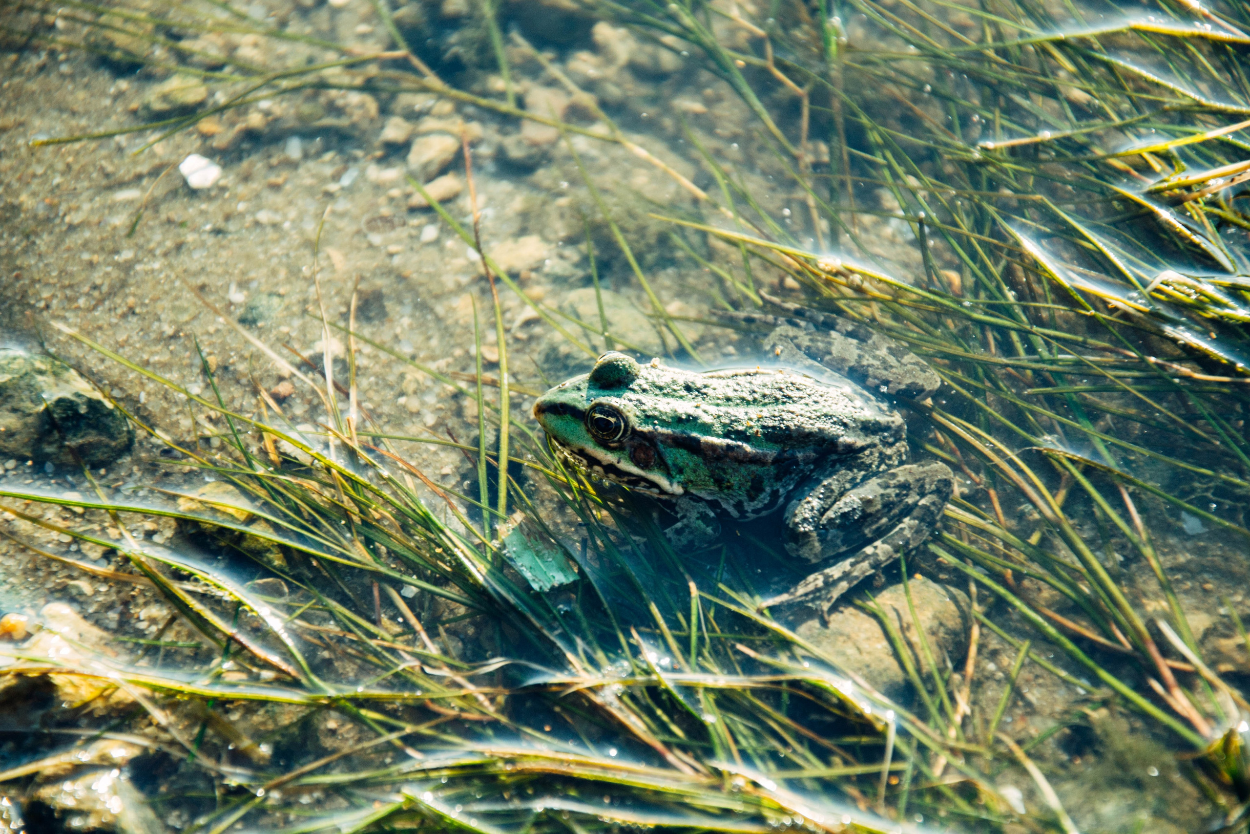 Дон. Главная