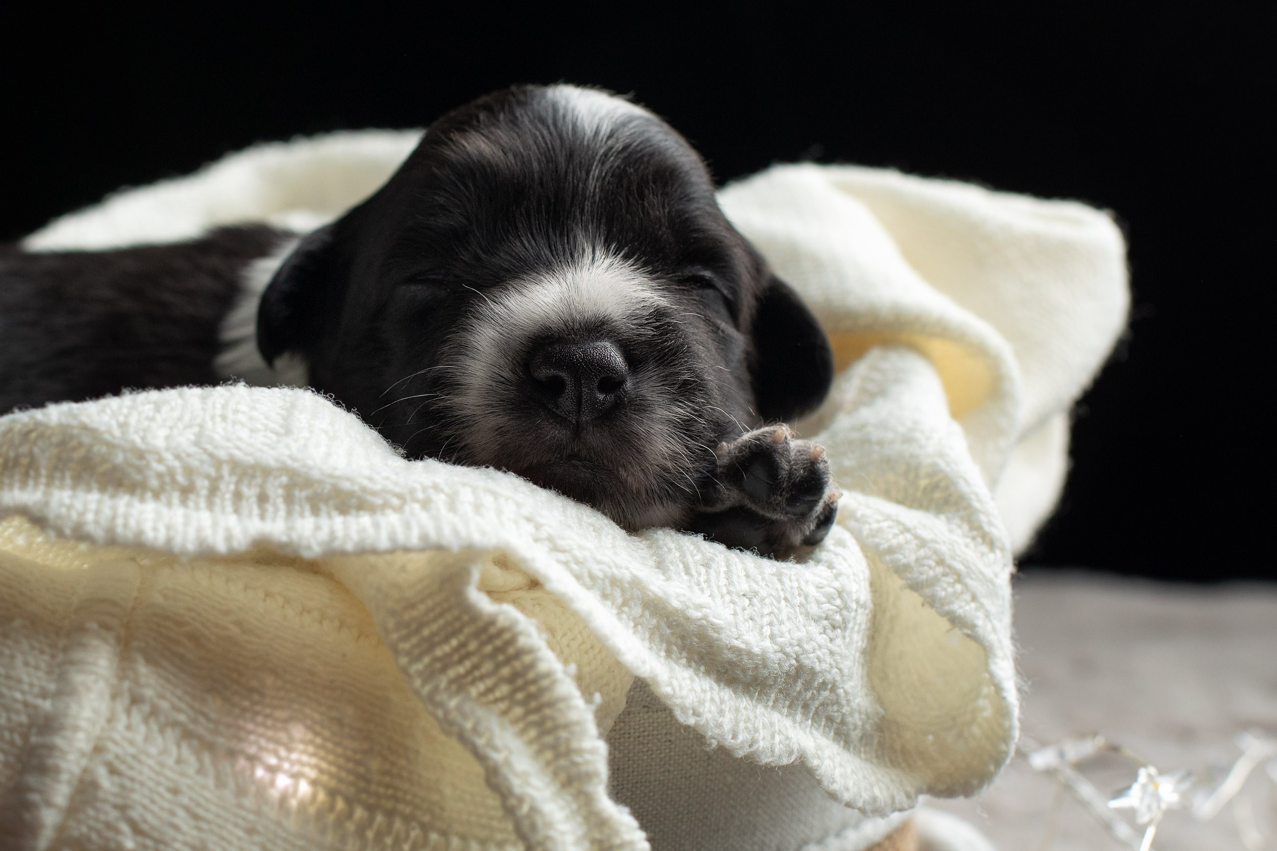 Студийная ньюборн съемка помета бордер-колли. Фотограф-анималист в Москве и Московской области Татьяна Фролова