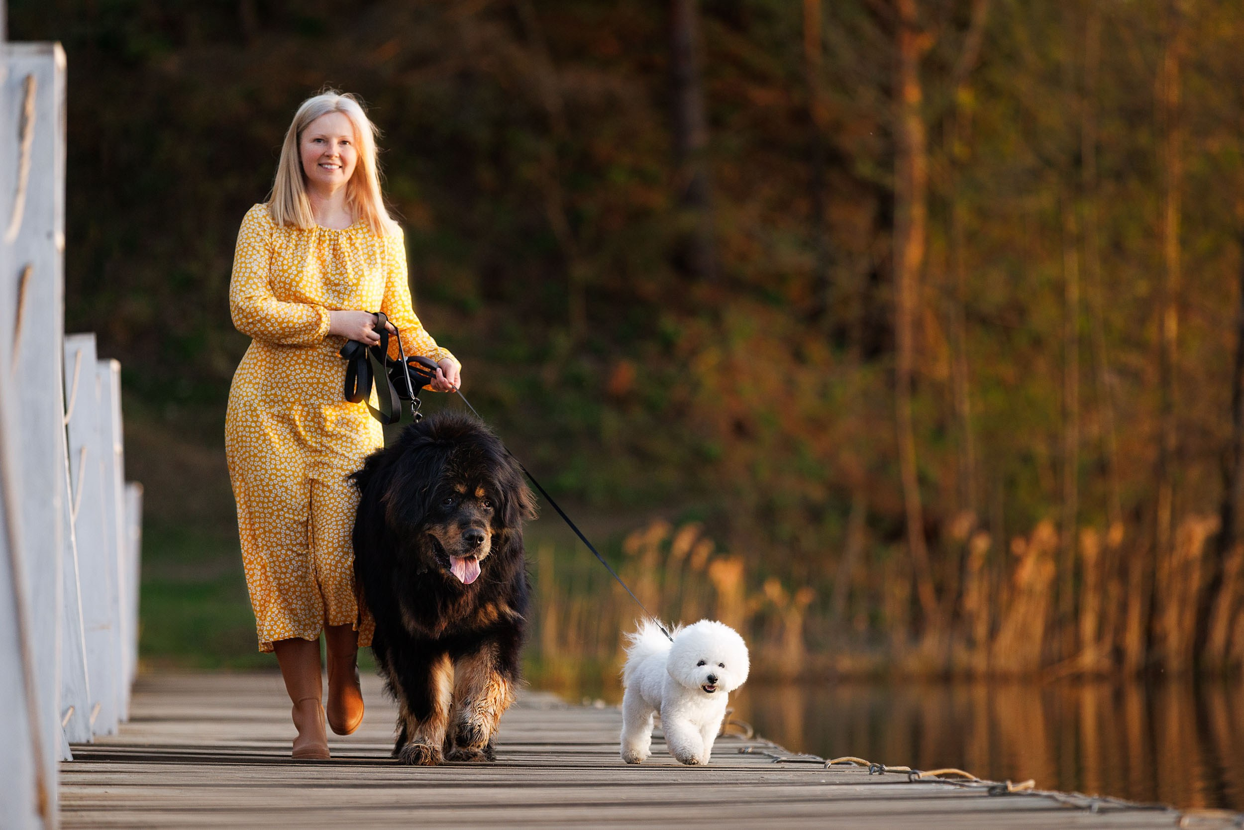 Фотосессия с тибетскими мастифами и бишон фризе. Фотограф-анималист в Москве и Московской области Татьяна Фролова