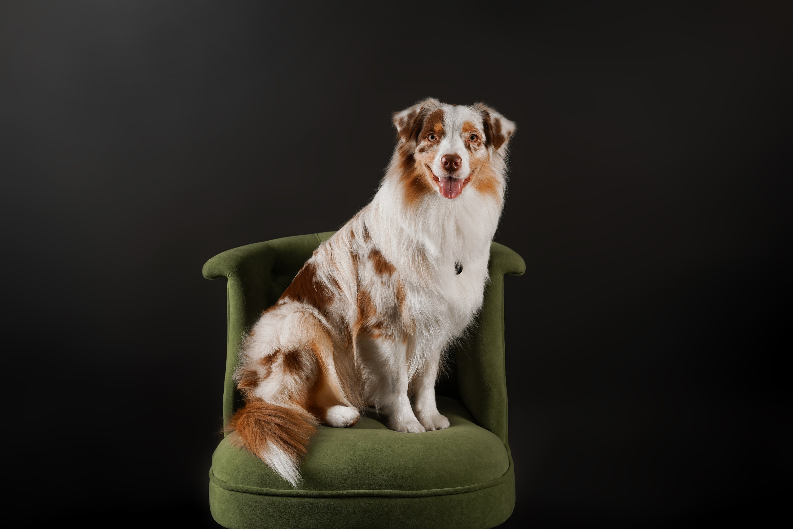 Юни и Панда. Фотограф-анималист в Санкт-Петербурге Яна Мартынова