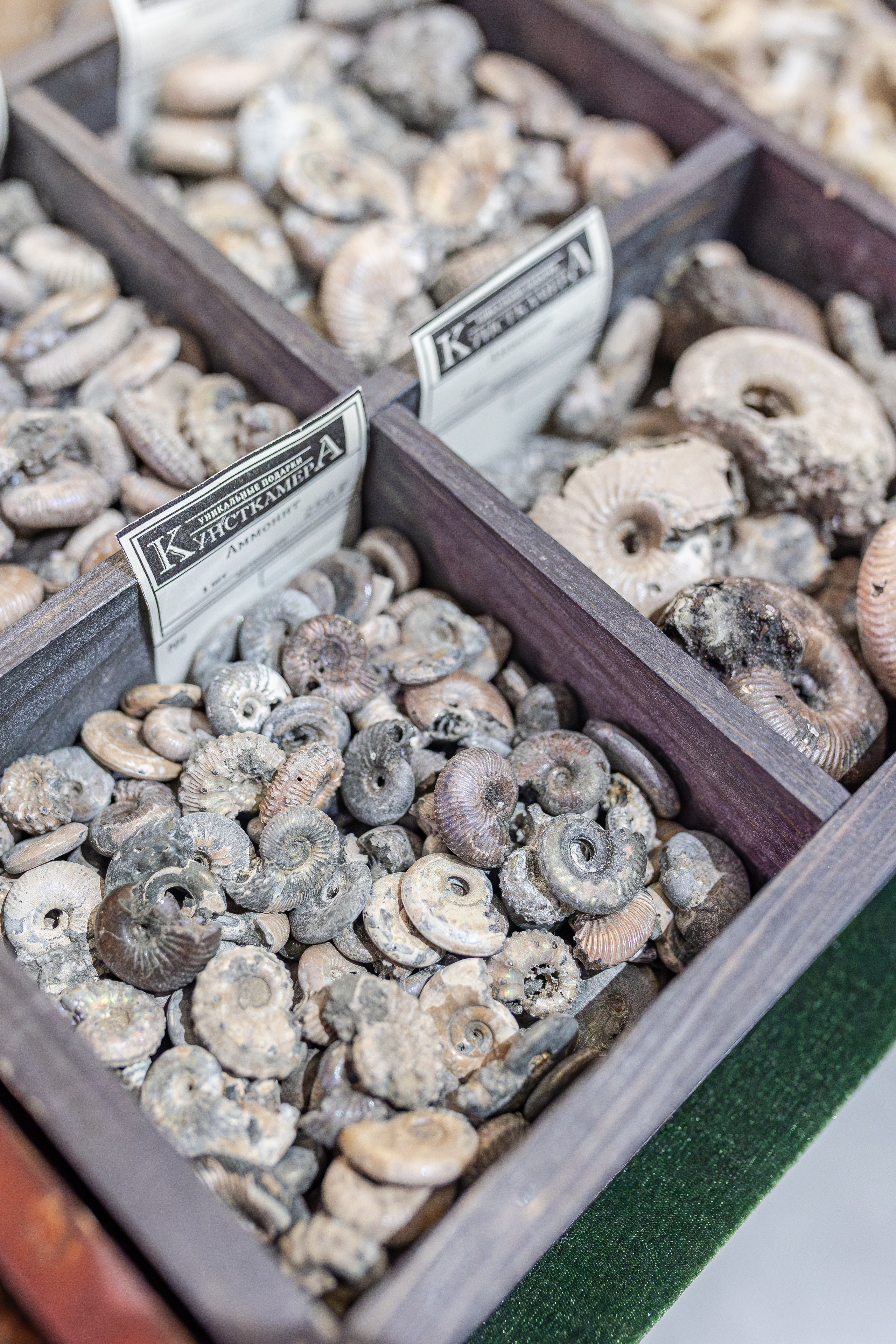 Монстериум апрель 2026. Александра Куликова фотограф, Москва