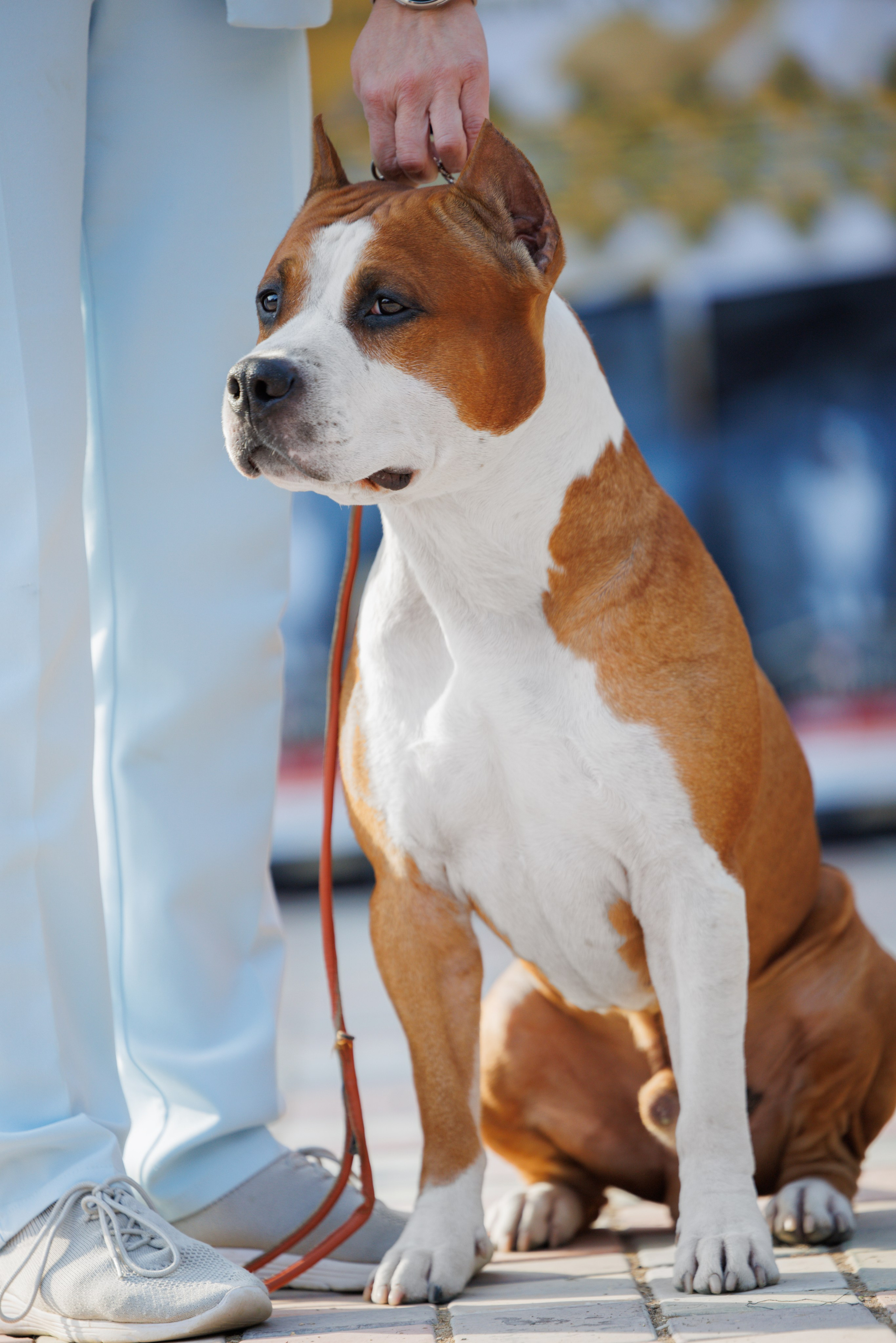 Ташкент 3хCACIB 3-5.10.2025. Фотограф-анималист Юлия Германика