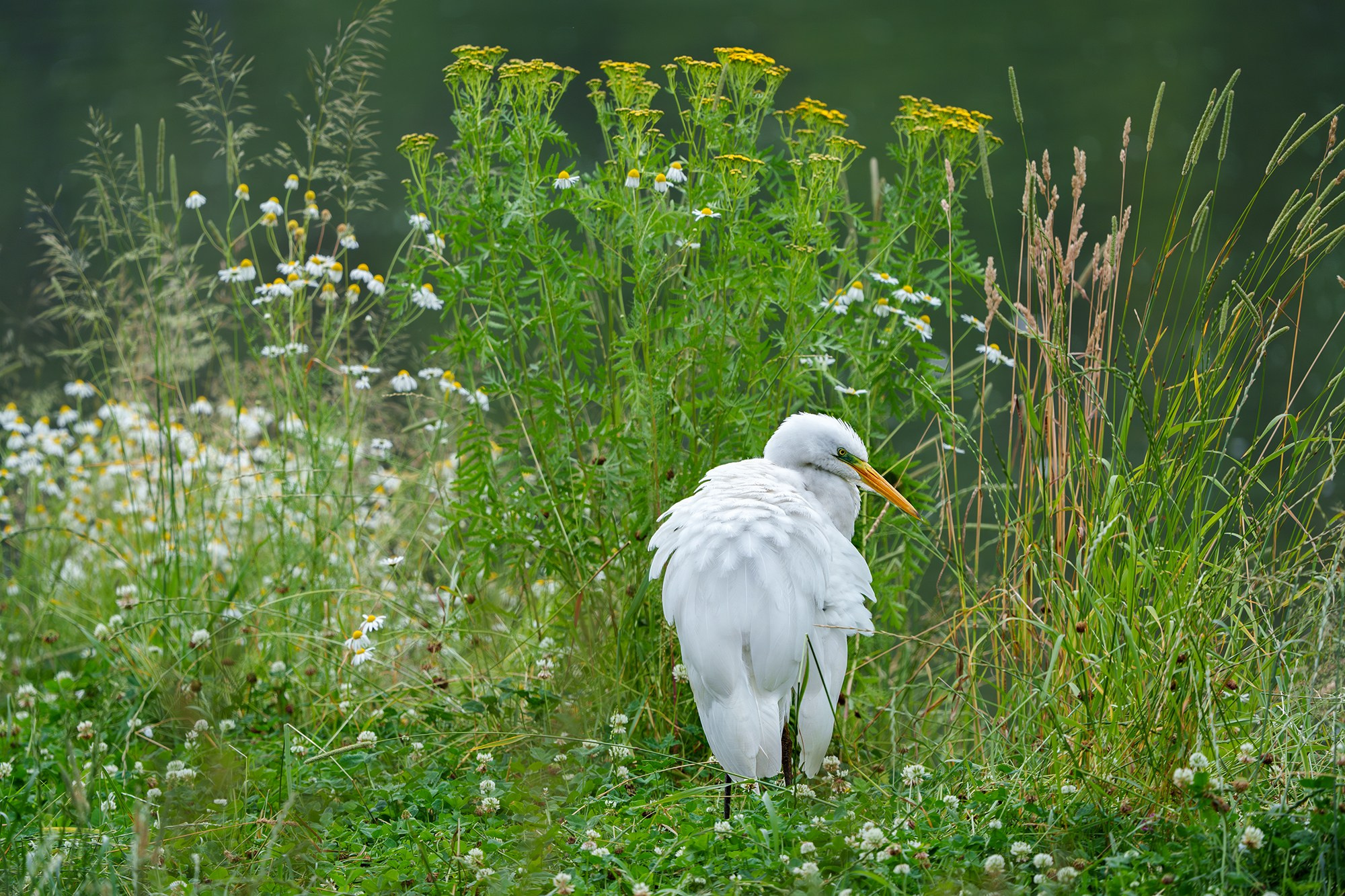 Удивительные мир птиц. Вокруг нас столько прекрасного — присмотритесь!. Ваш личный фотограф Марина Волкова