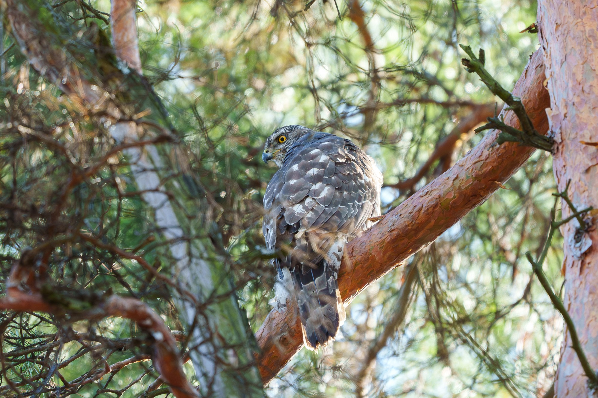 Удивительные мир птиц. Вокруг нас столько прекрасного — присмотритесь!. Ваш личный фотограф Марина Волкова