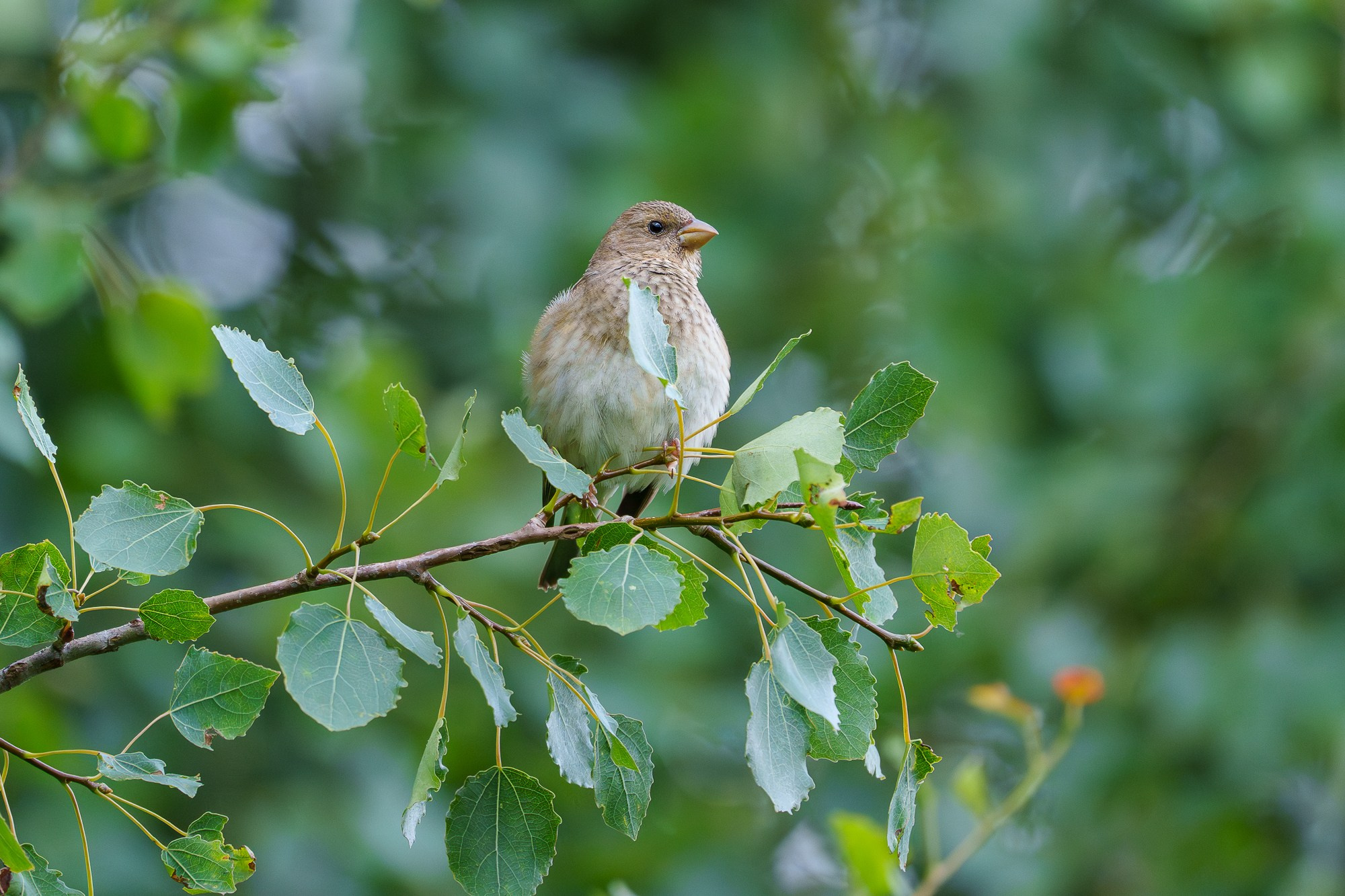 Удивительные мир птиц. Вокруг нас столько прекрасного — присмотритесь!. Ваш личный фотограф Марина Волкова