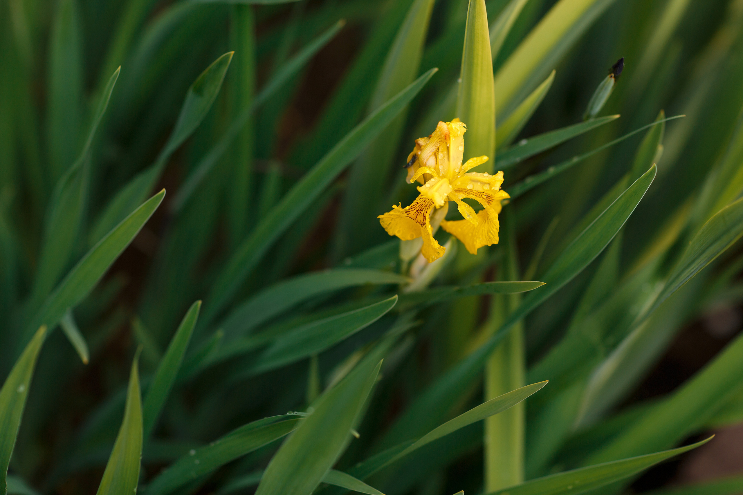 ЛЕТО. Свадебный фотограф в Москве Никифоров-Гордеев Константин