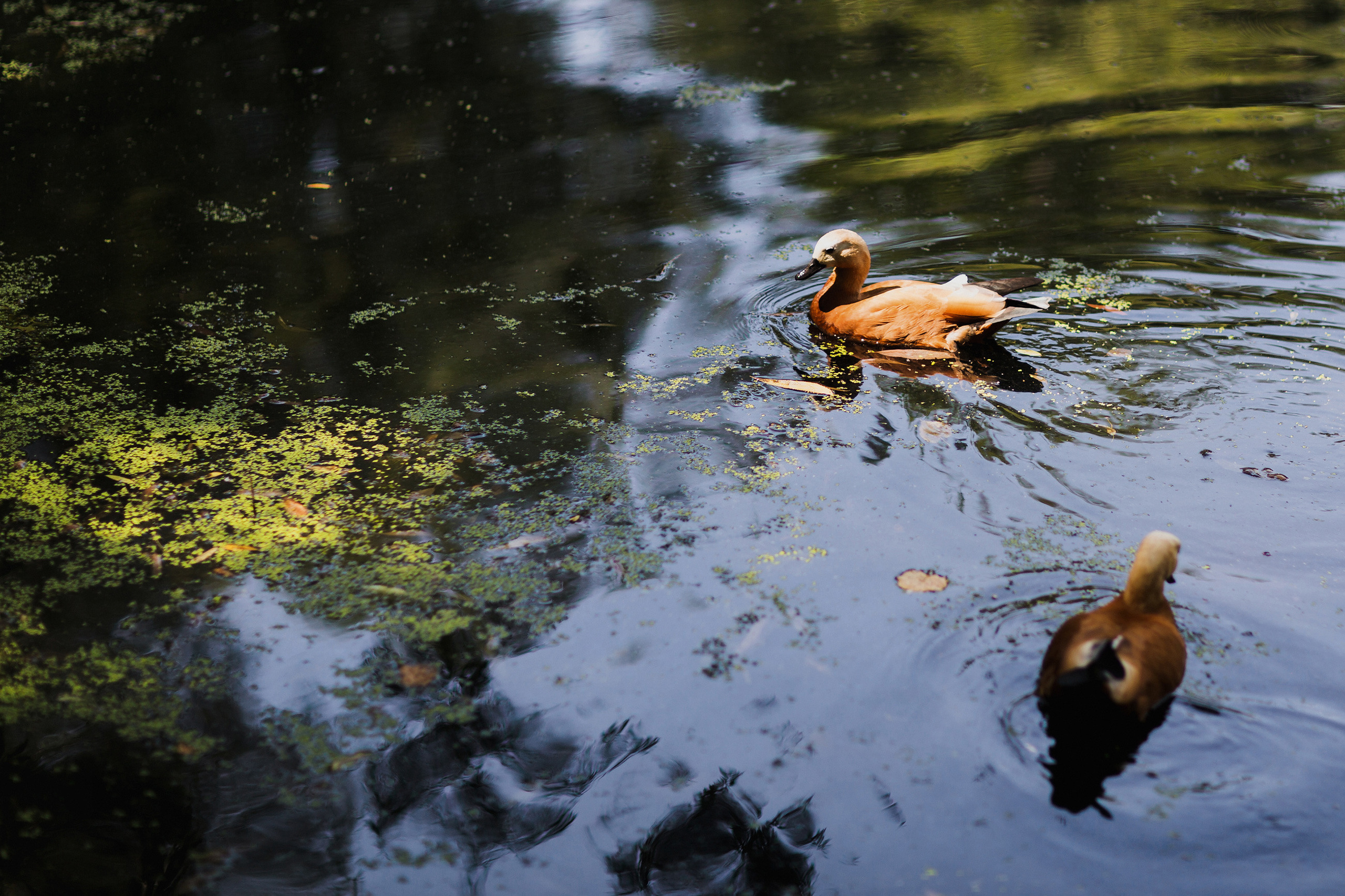 ЩЕЛКУНЧИК. Свадебный фотограф в Москве Никифоров-Гордеев Константин