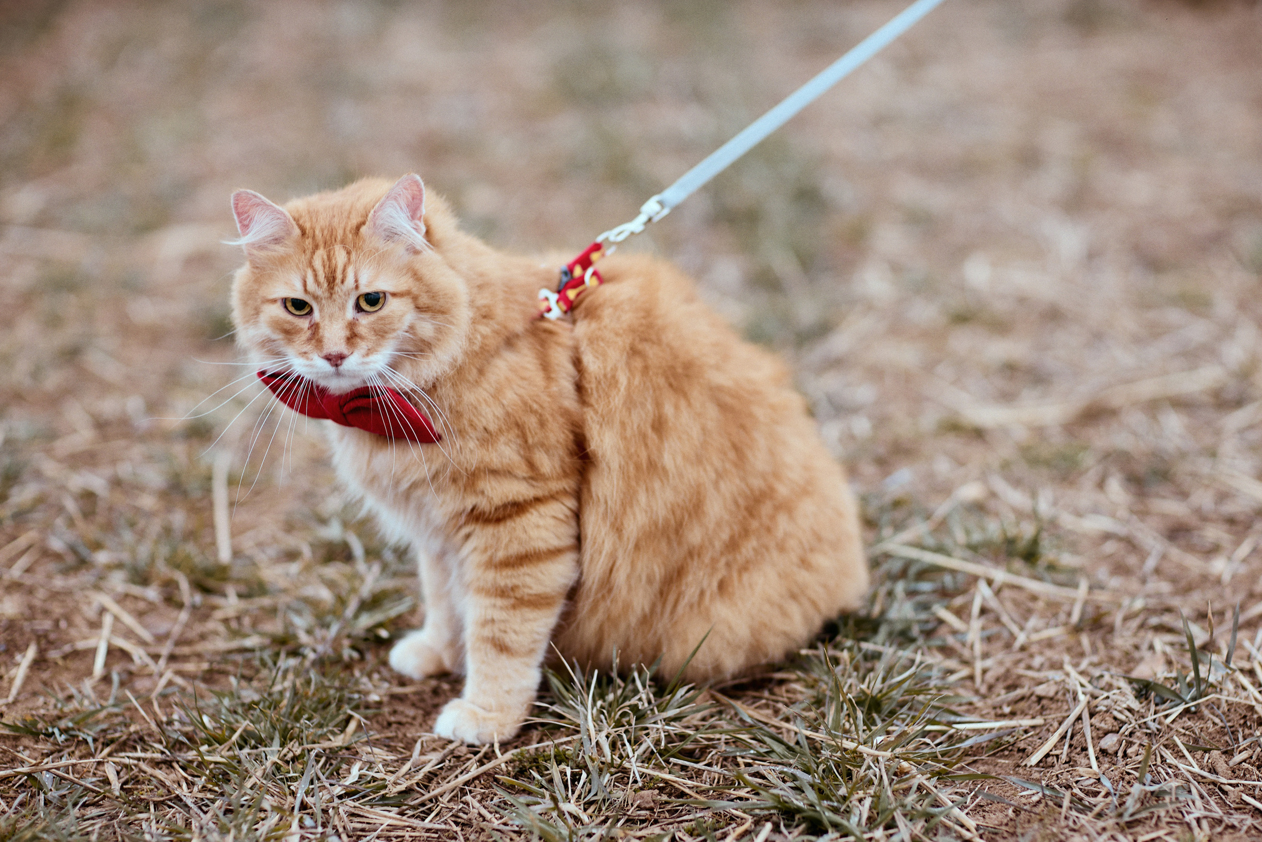 АПРЕЛЬ. Свадебный фотограф в Москве Никифоров-Гордеев Константин
