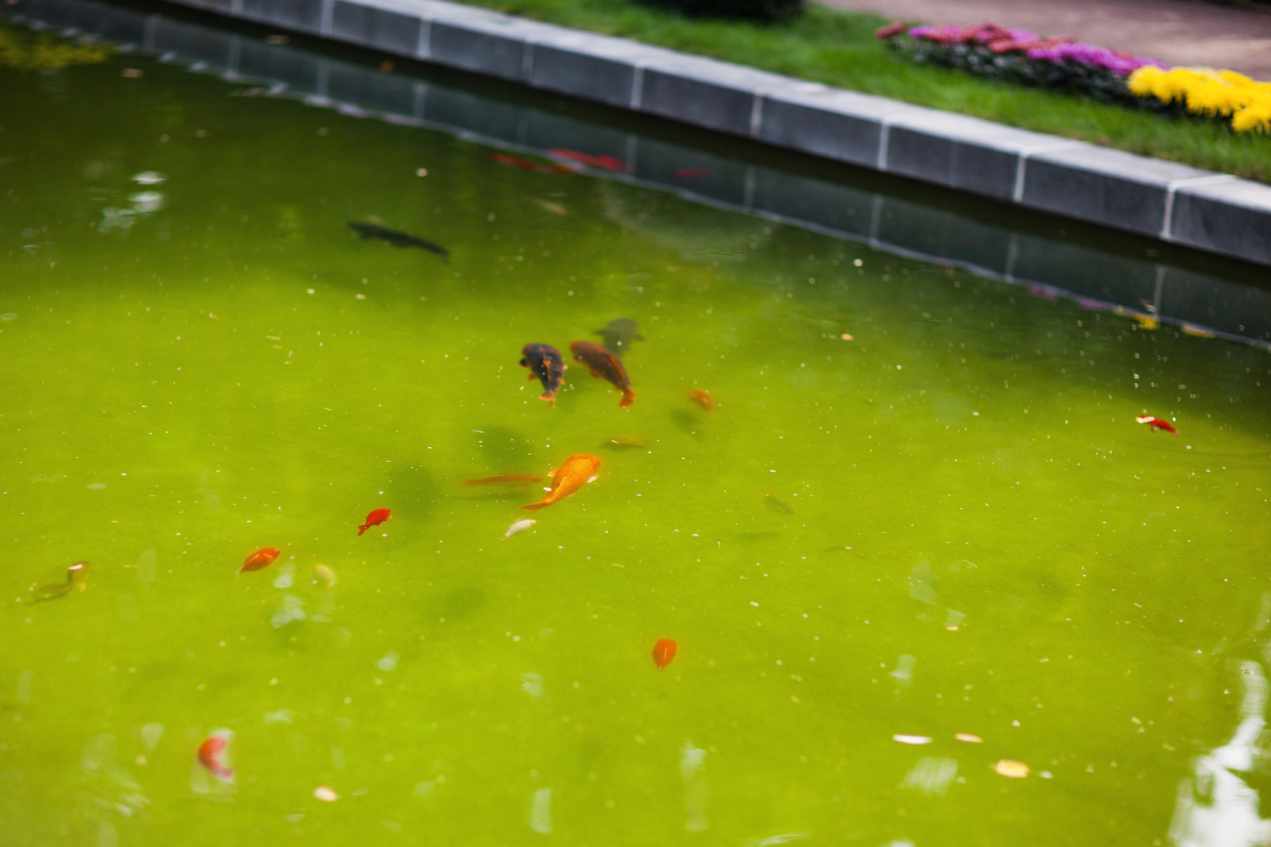 ЧТЕНИЕ. Свадебный фотограф в Москве Никифоров-Гордеев Константин