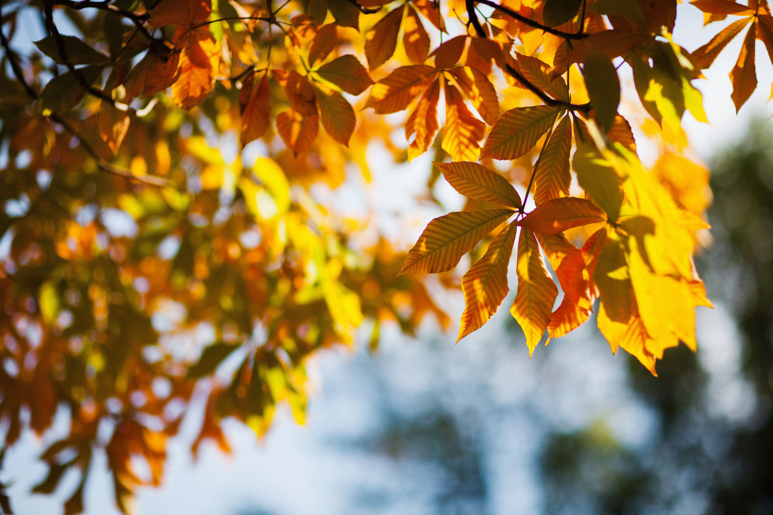 ЧТЕНИЕ. Свадебный фотограф в Москве Никифоров-Гордеев Константин