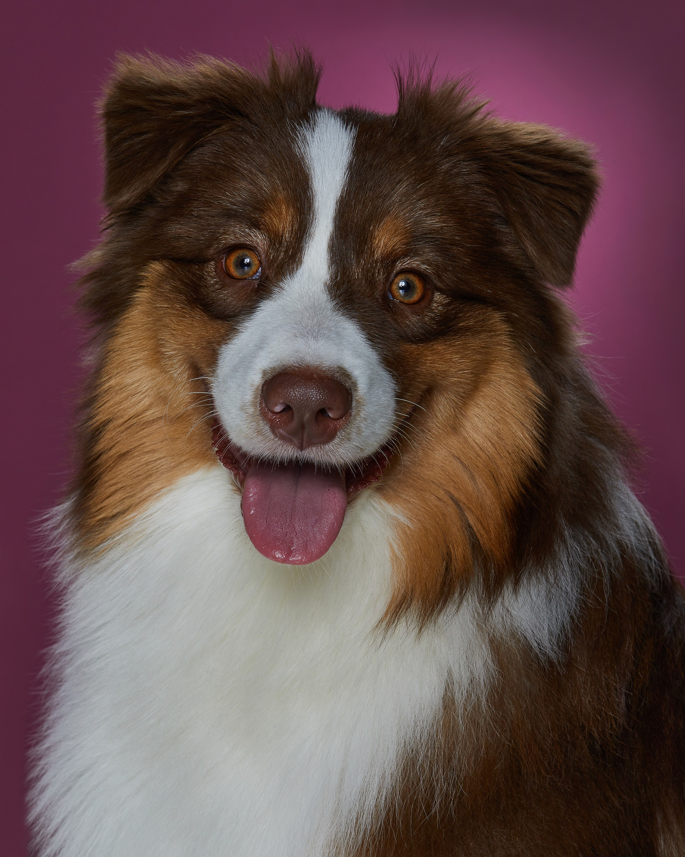 Pets Photography / Фотограф Собак