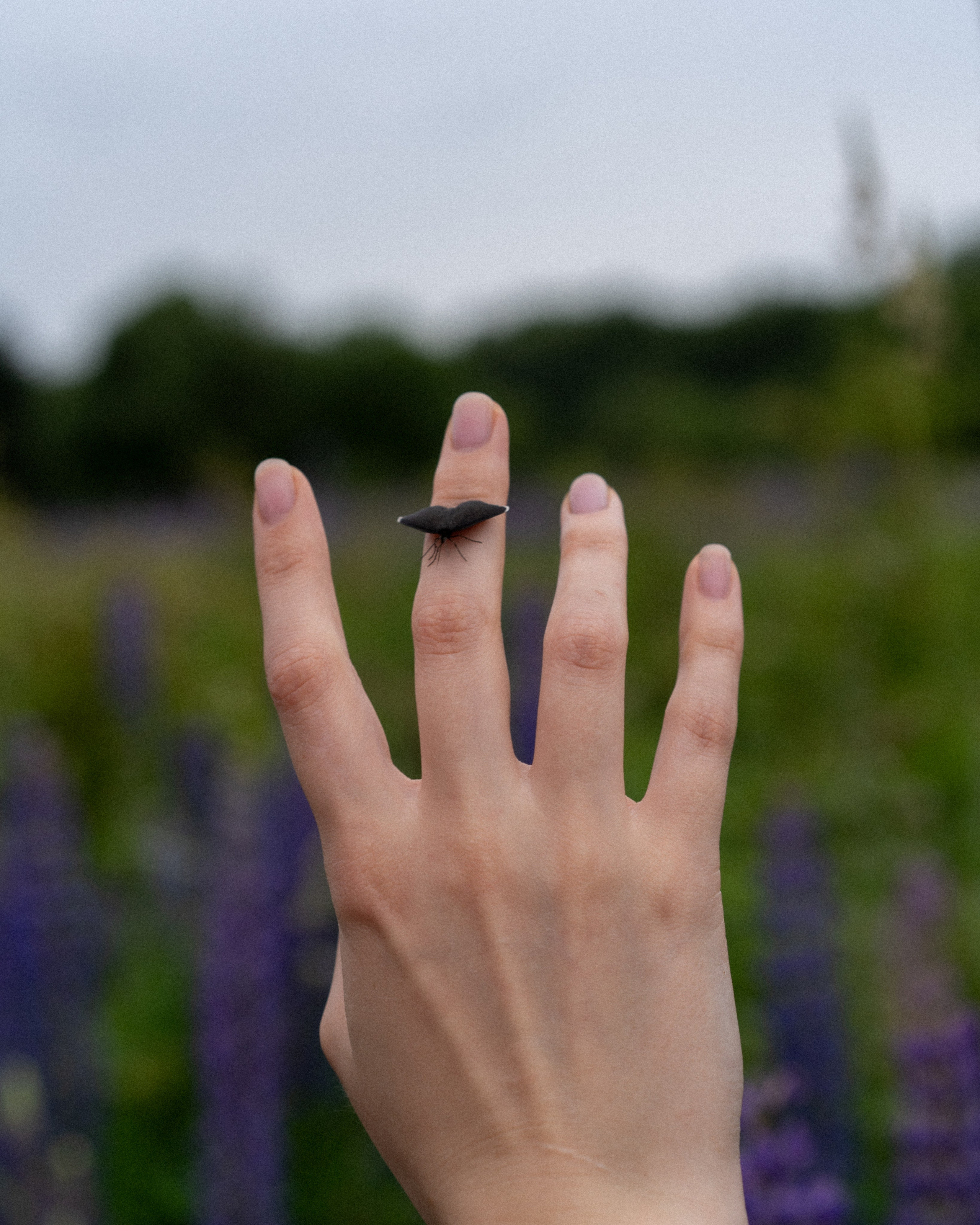 В поле люпинов. Фотограф Елизавета Потешкина