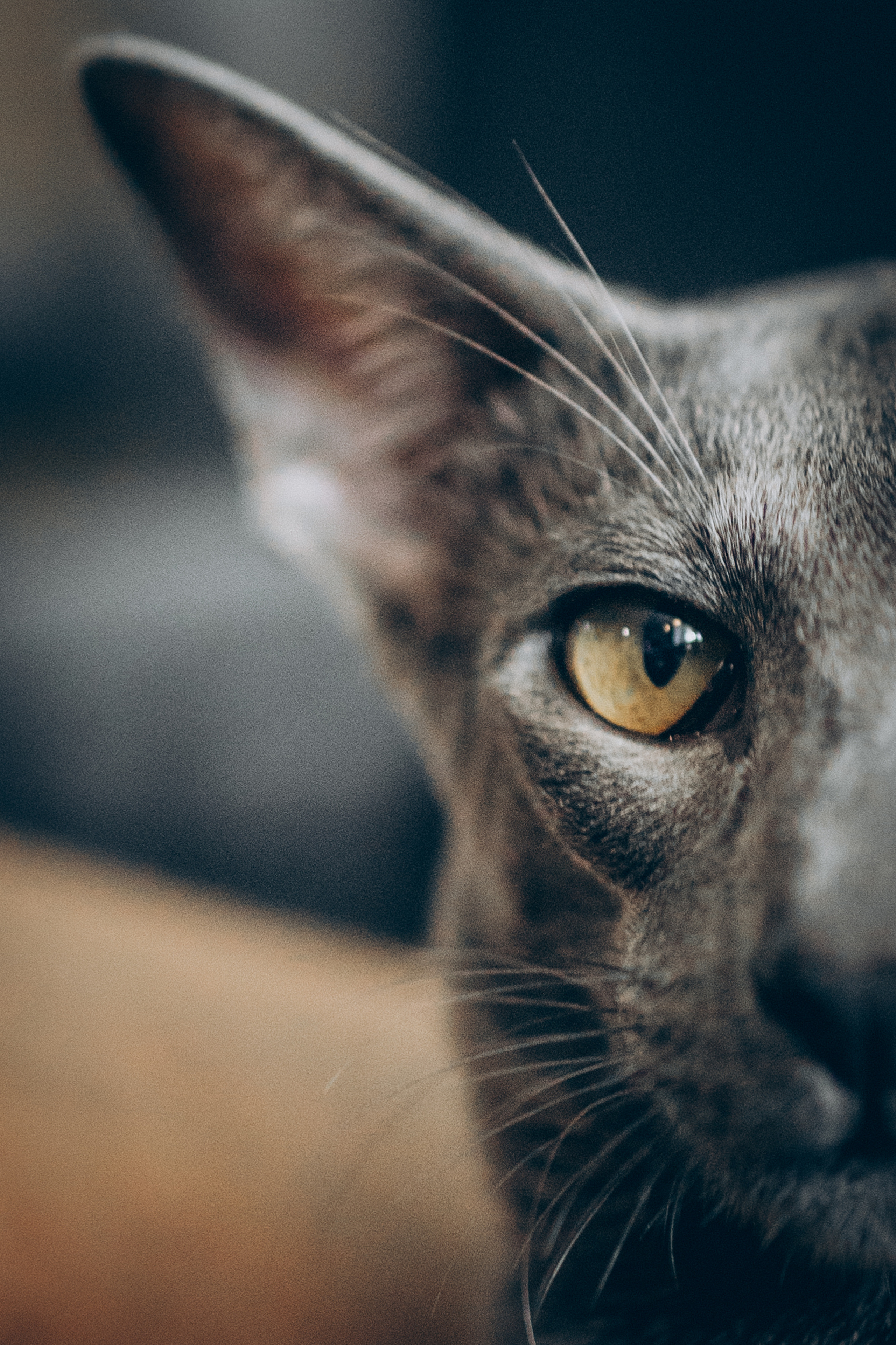 Крошка Амелия. Семейный фотограф и фотограф на роды в Ростове-на-Дону Мухина Виктория