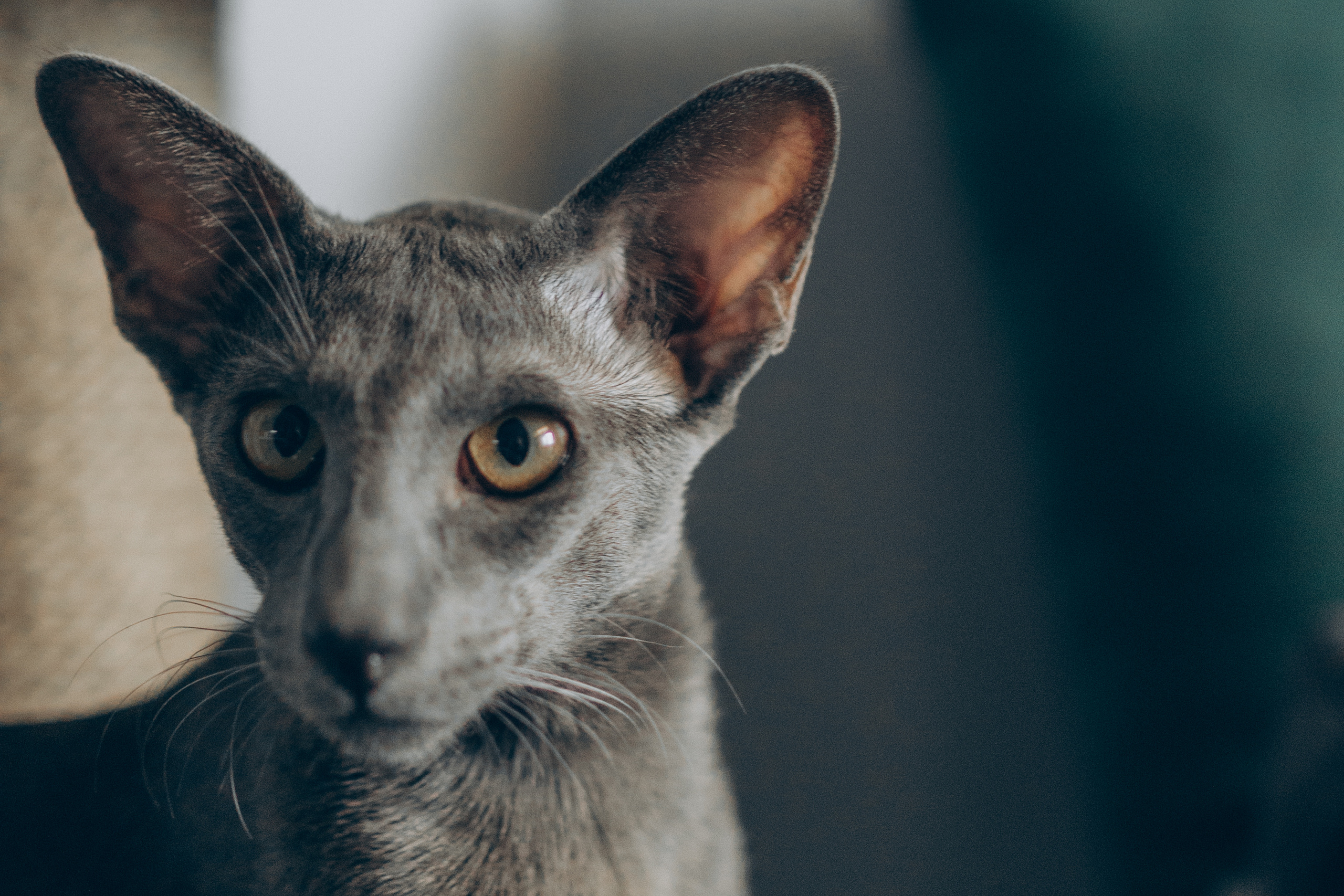 Крошка Амелия. Семейный фотограф и фотограф на роды в Ростове-на-Дону Мухина Виктория