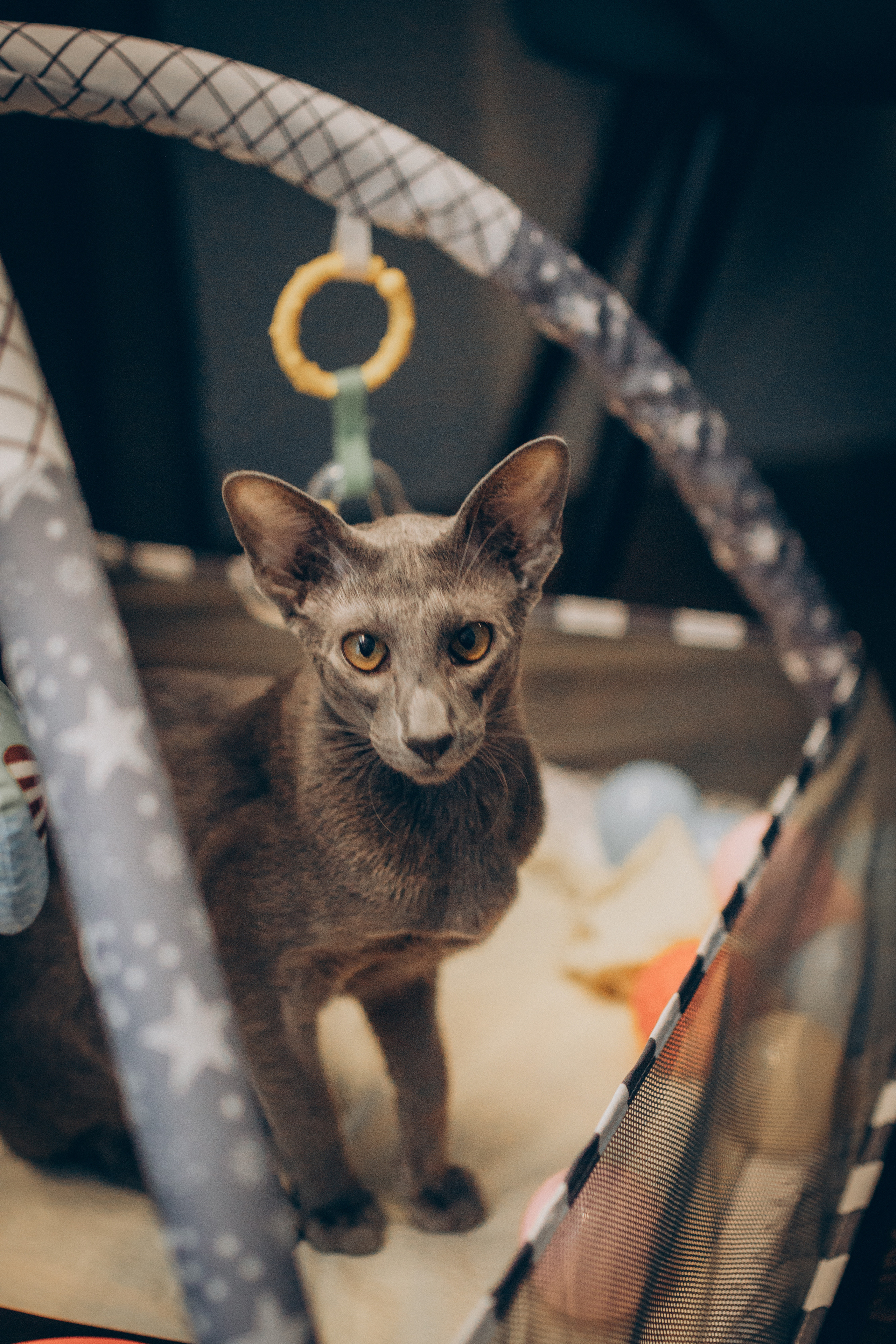 Крошка Амелия. Семейный фотограф и фотограф на роды в Ростове-на-Дону Мухина Виктория