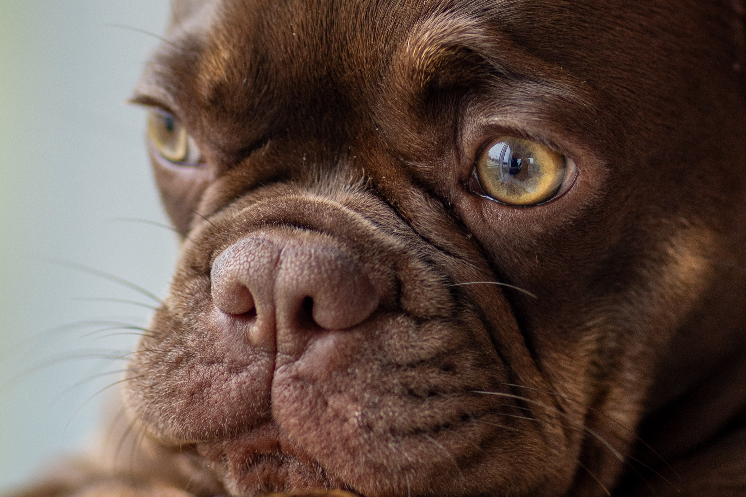 Семейный завтрак. Фотограф-анималист в Москве Кириллова Татьяна