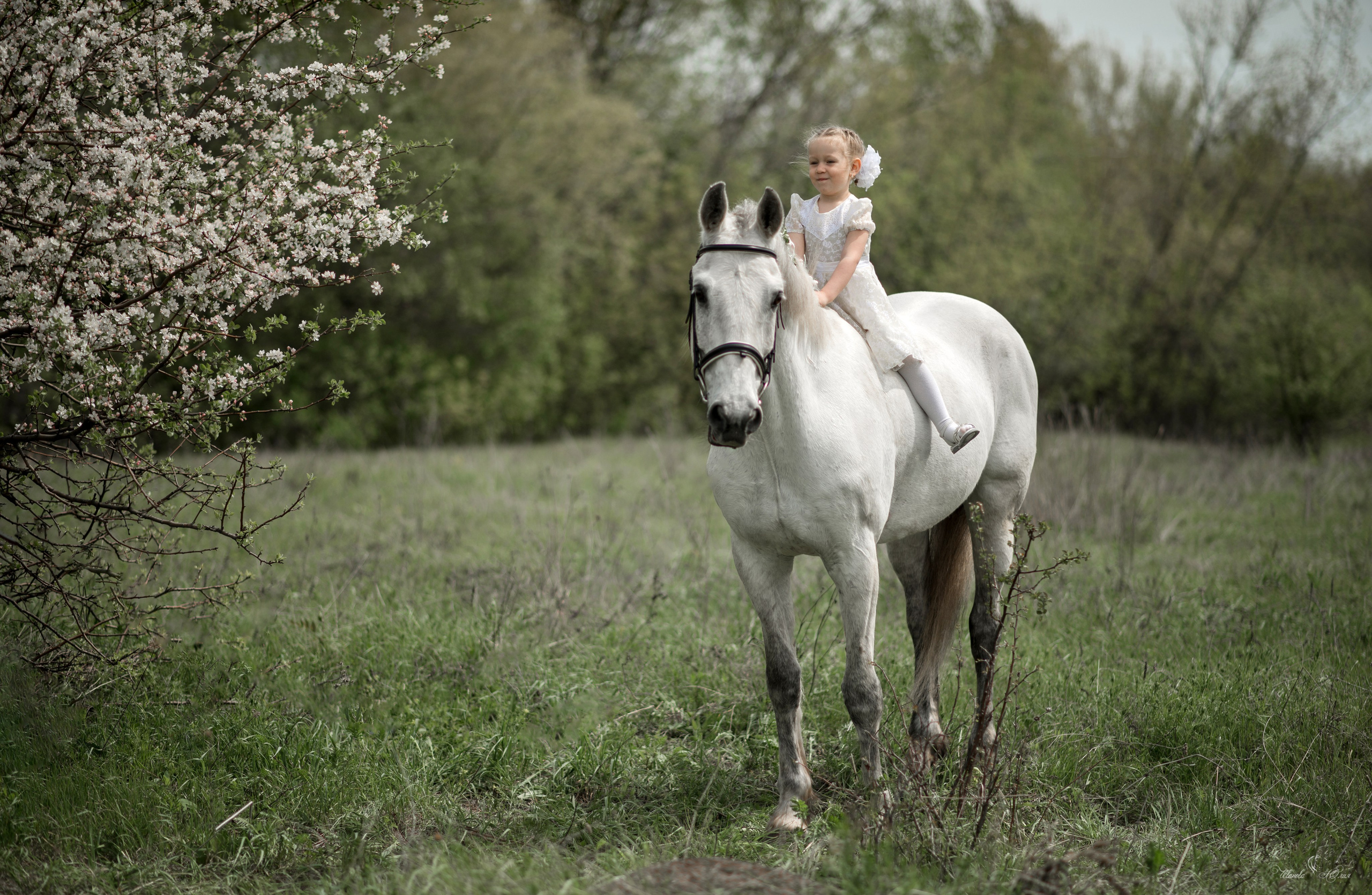 Мирослава и Гипноз. Конный фотограф в Саратове Юлия Иванова