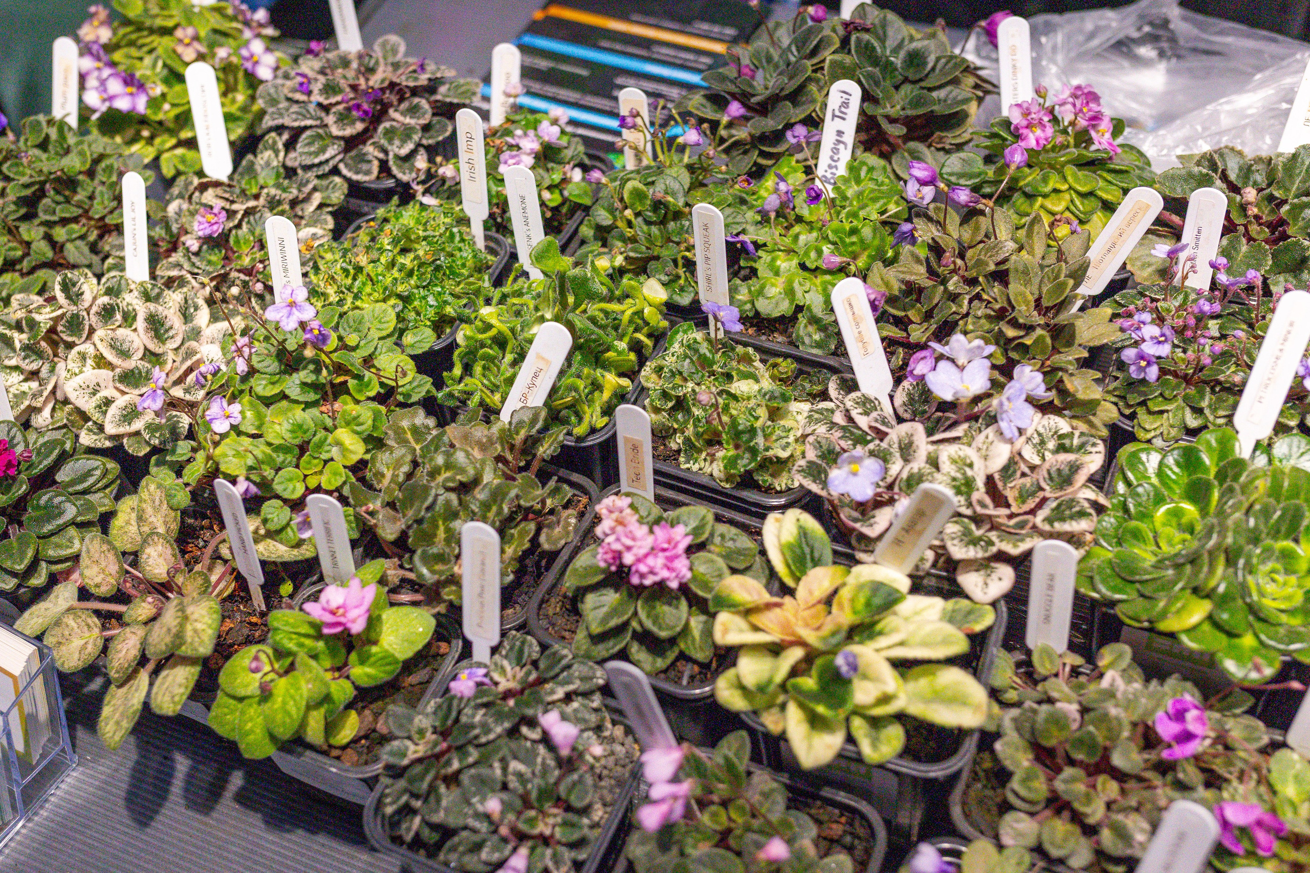 Орхидиум сентябрь 2025. Александра Куликова фотограф, Москва