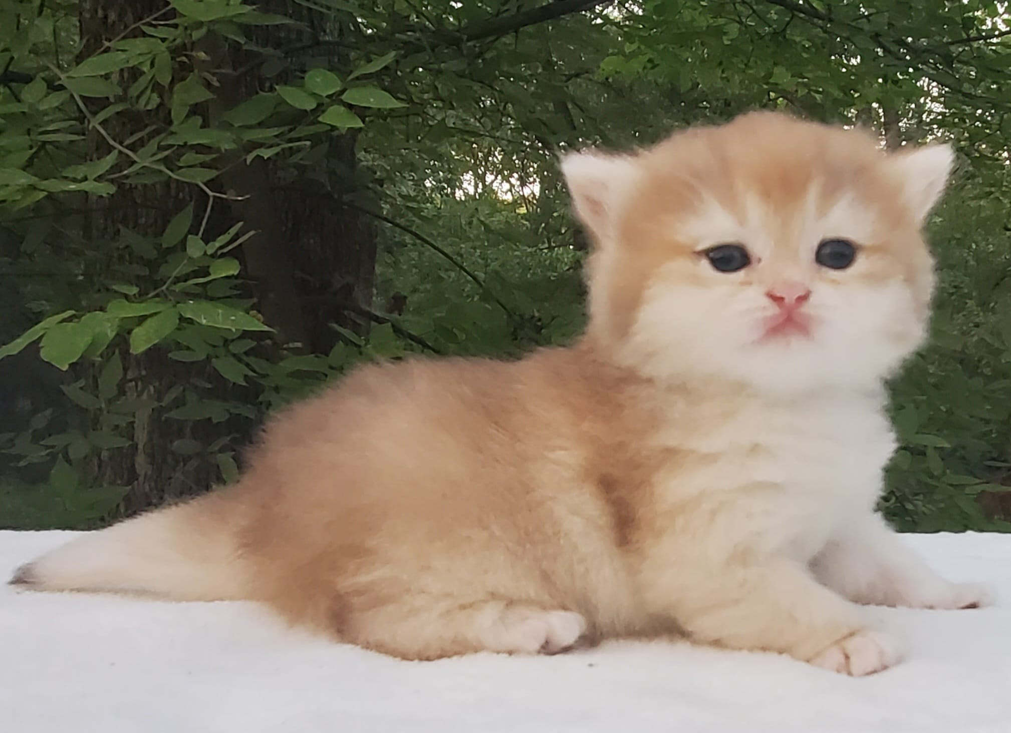 Kafi, DB-08.21.25, female, $1600. British shorhair Cats