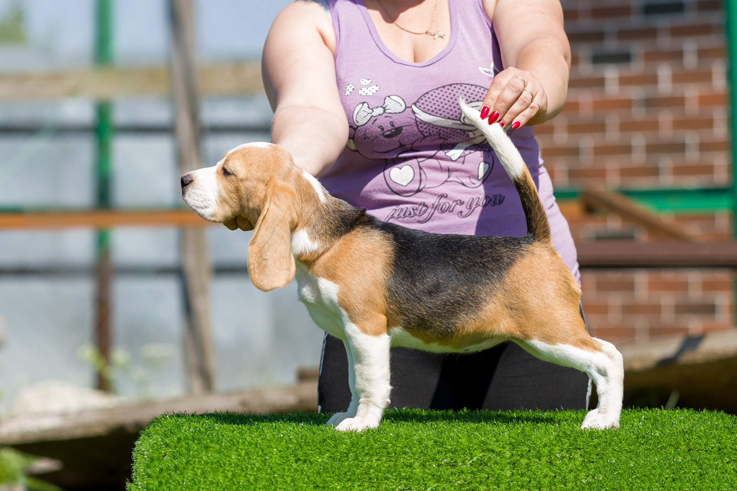 Ротвейлер. Фотограф — анималист Татьяна Ли