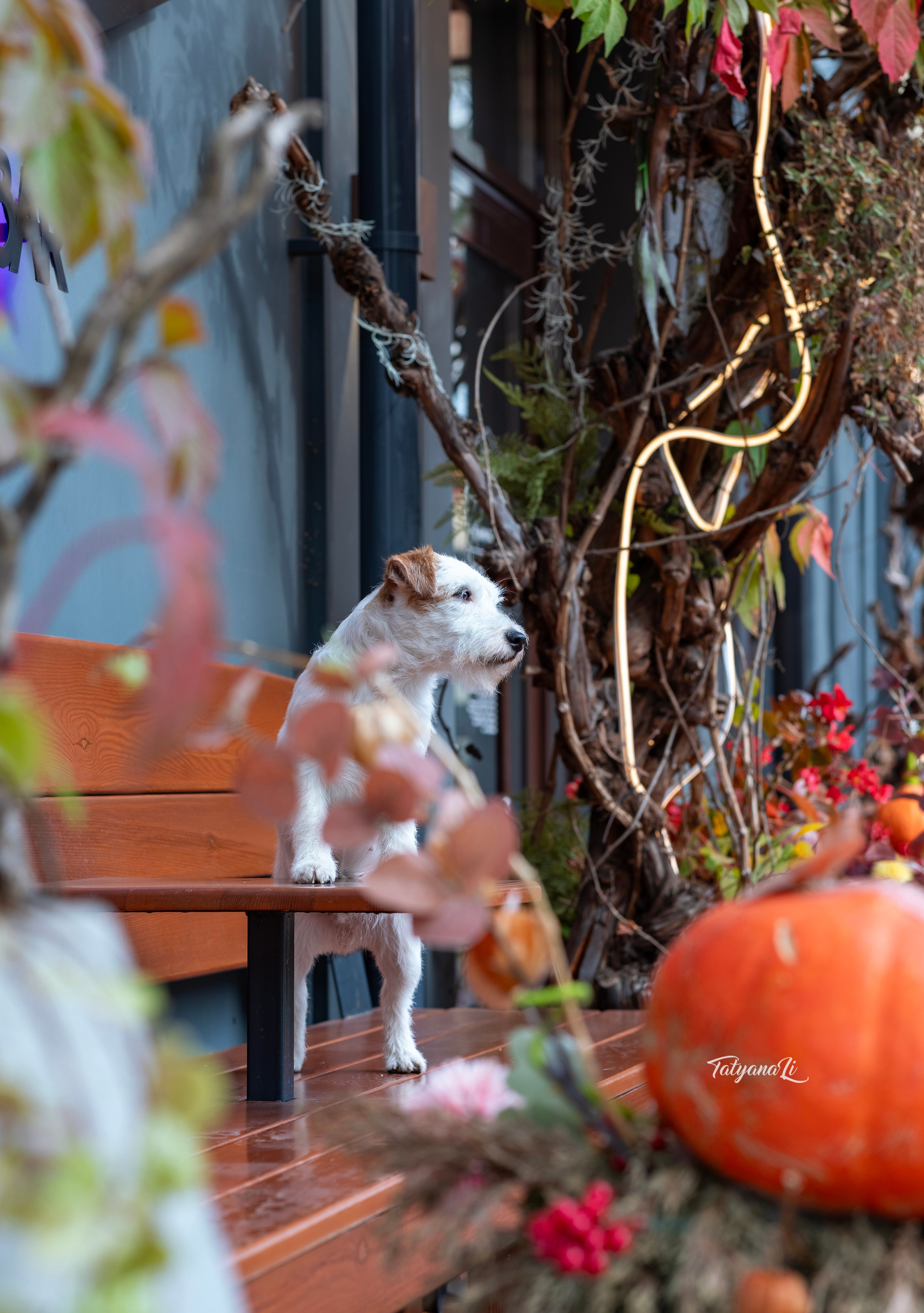 Фотограф — анималист Татьяна Ли