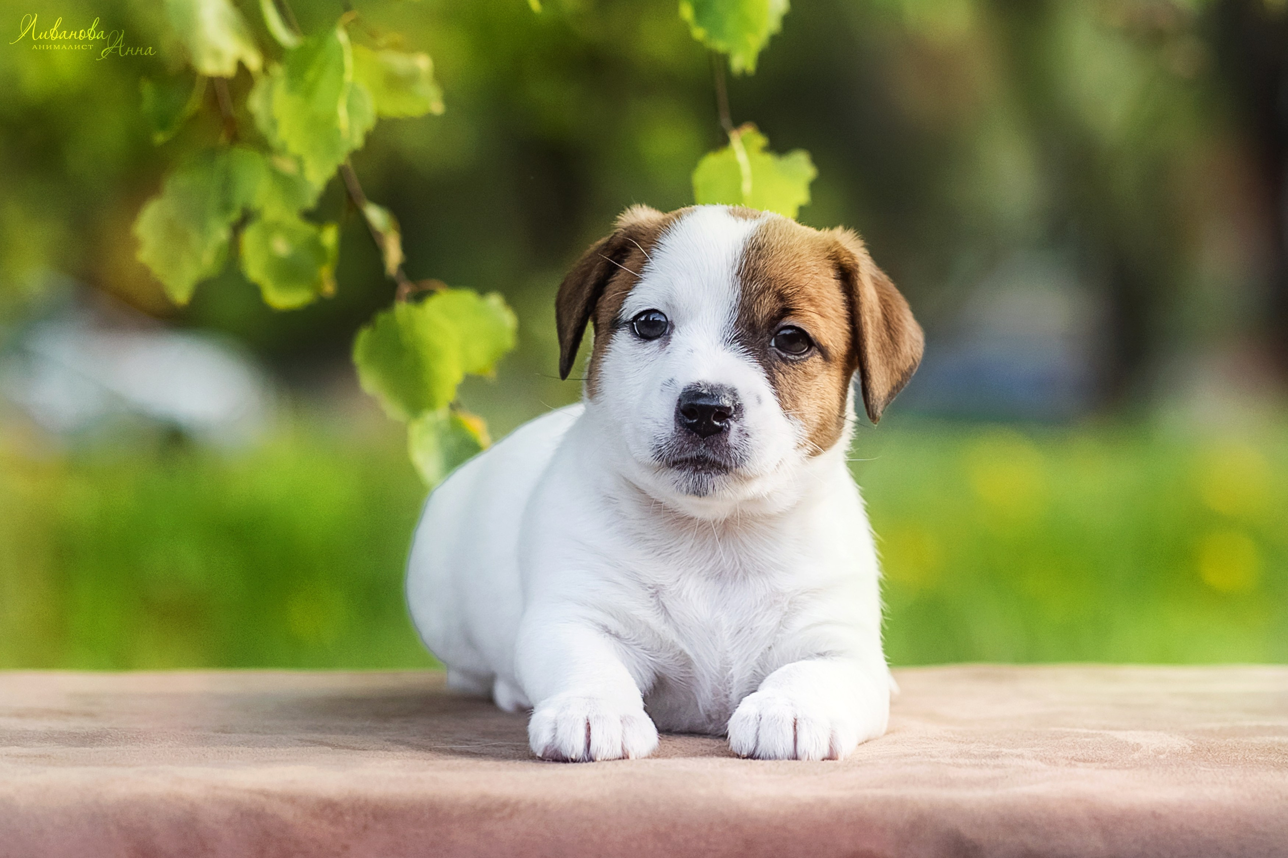 Джеки. Фотограф анималист Аня Ливанова | Рыбинск